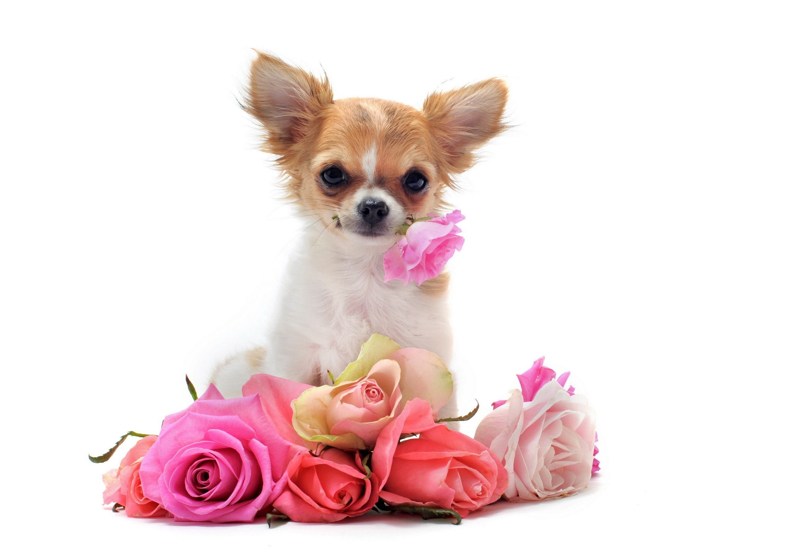 Chihuahua dogs, Beautiful backgrounds, Lovely pets, Delightful companions, 2560x1790 HD Desktop