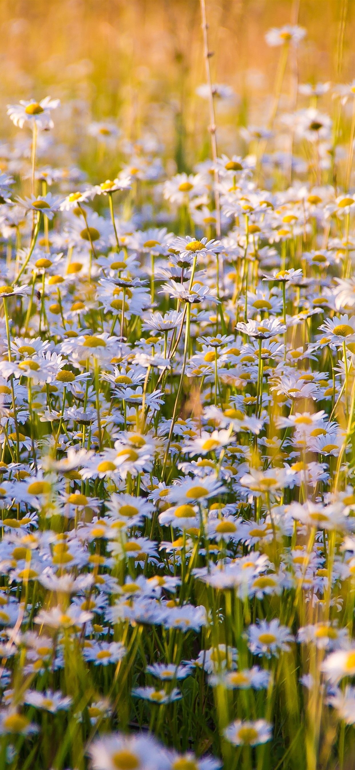 Flower Field: Chamomile, Daisy-like plants of the family Asteraceae. 1250x2690 HD Wallpaper.