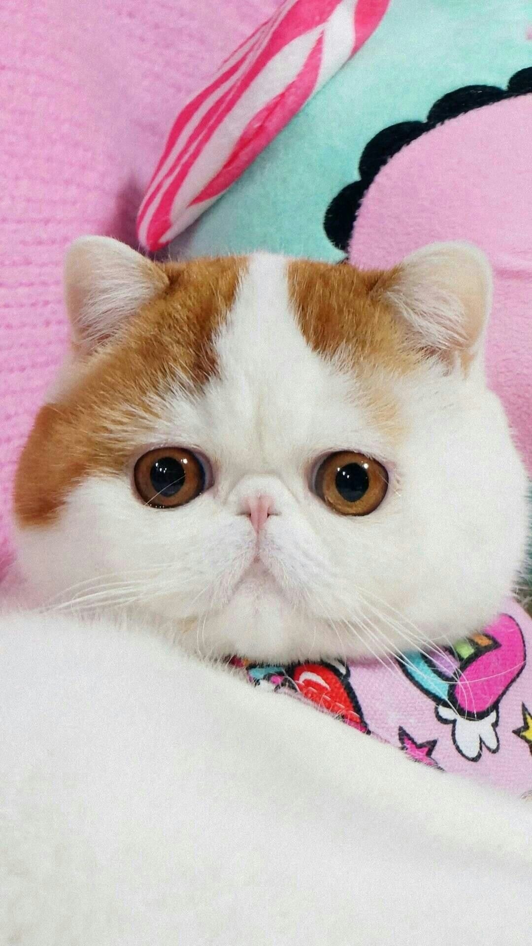 Exotic Shorthair Cat: These cats have the same characteristics as a Persian cat but are wrapped in a short, plush, easy-care coat. 1080x1920 Full HD Background.