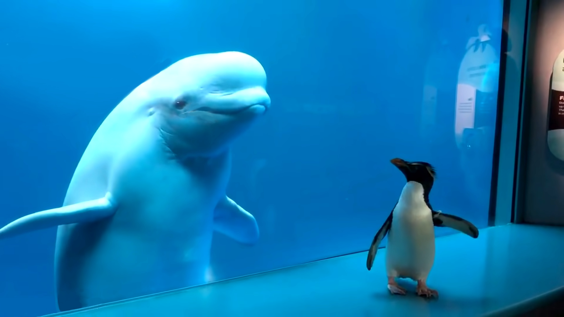 Beluga Whale, Fascinating animal encounters, Unique animal reactions, Whale meets penguin moment, 1920x1080 Full HD Desktop