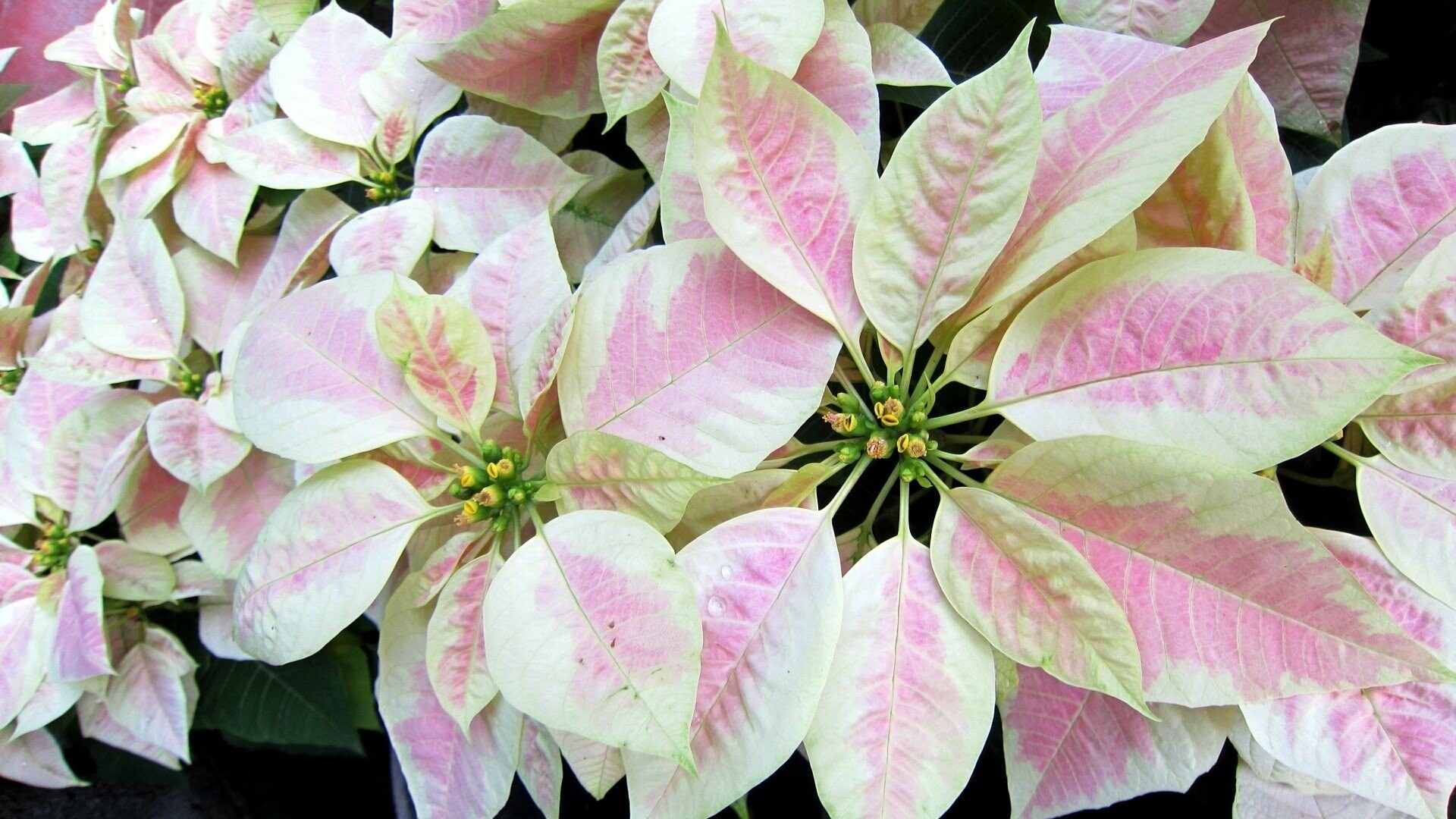Poinsettia: The Paul Ecke Ranch in California does about 50% of the worldwide sales of Poinsettias. 1920x1080 Full HD Wallpaper.
