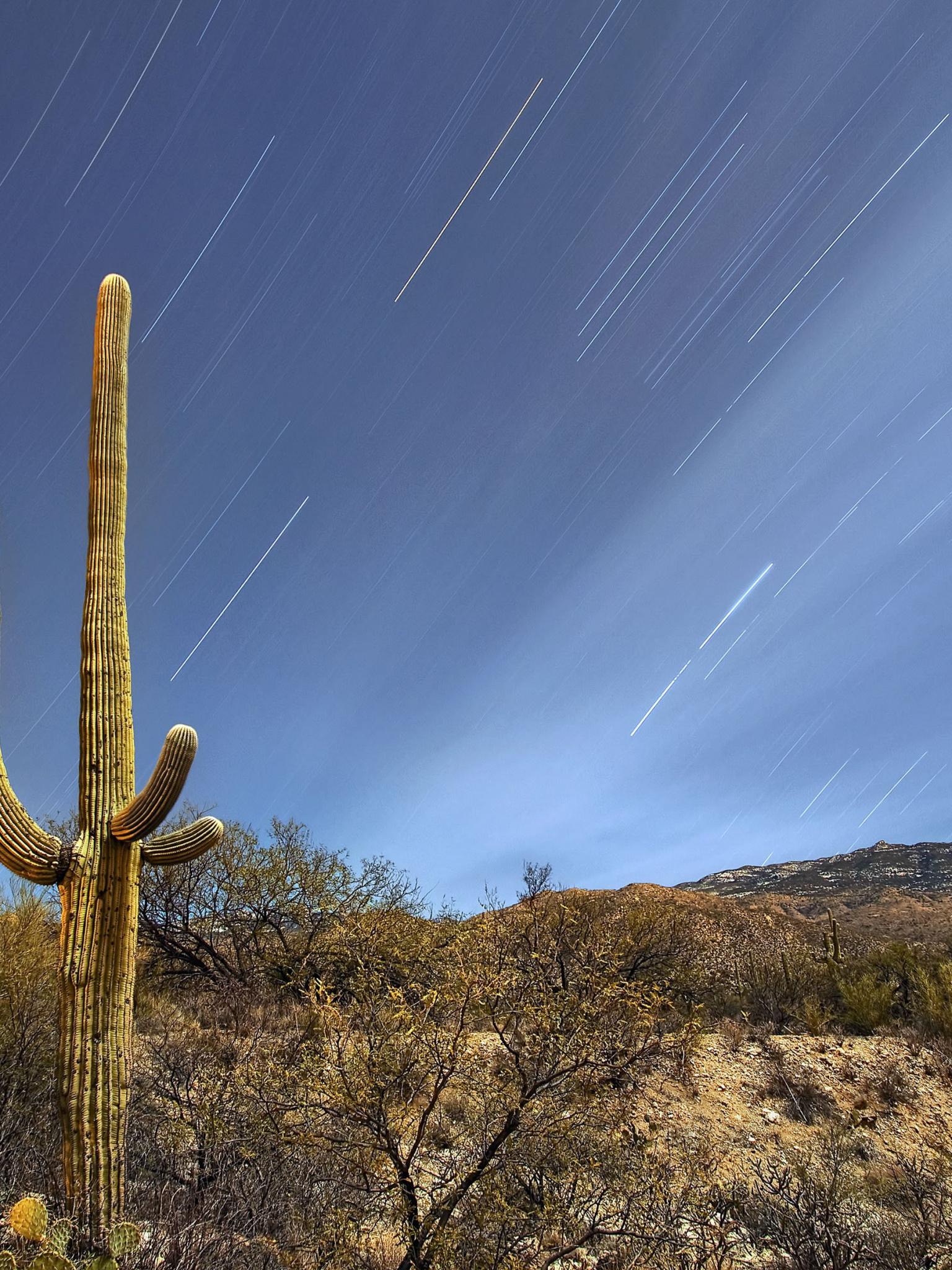 Saguaro National Park, Tucson Arizona, Wallpapers HD, 1540x2050 HD Handy