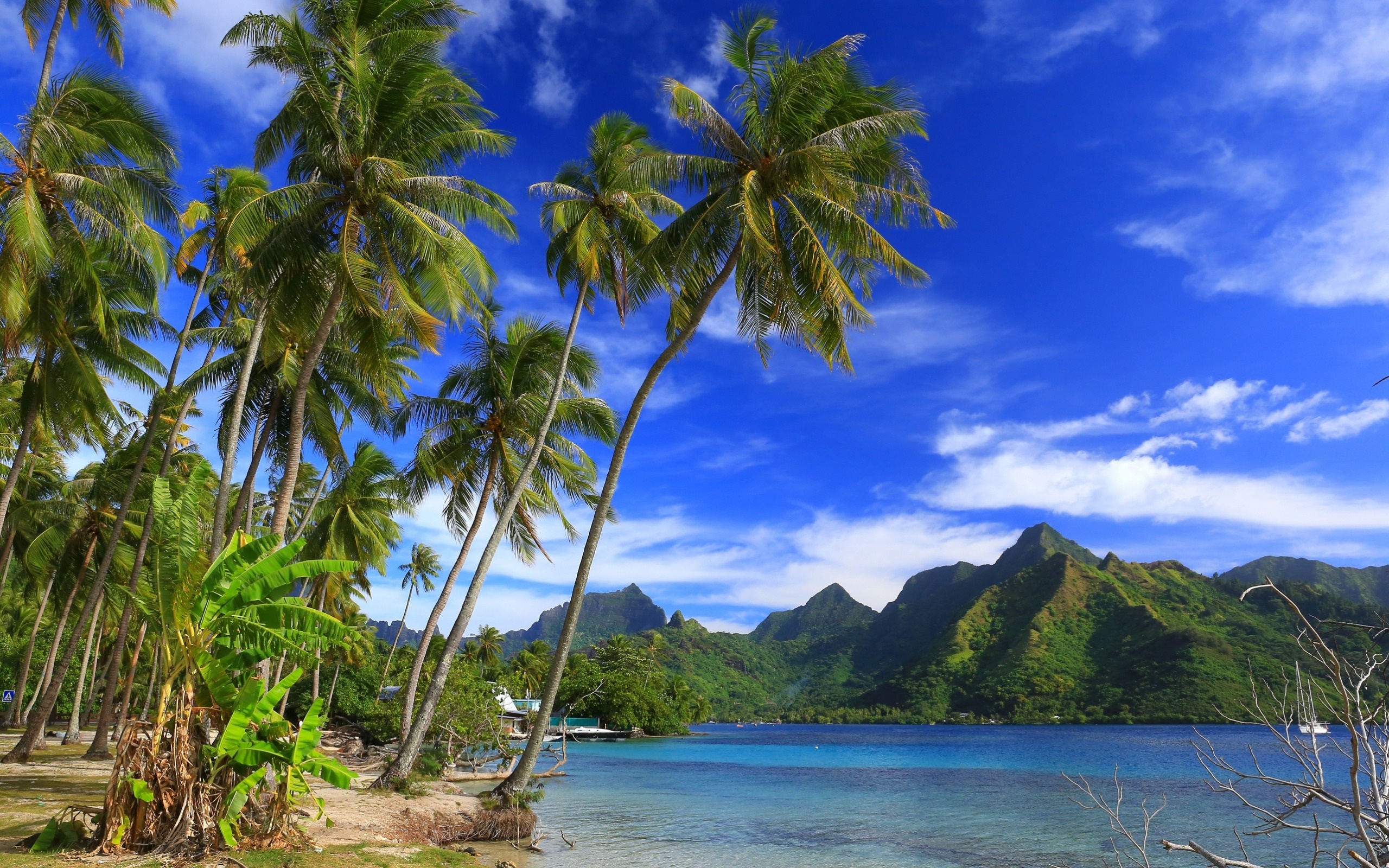 Moorea island, Tropical oasis, Palm tree paradise, French Polynesia, 2560x1600 HD Desktop