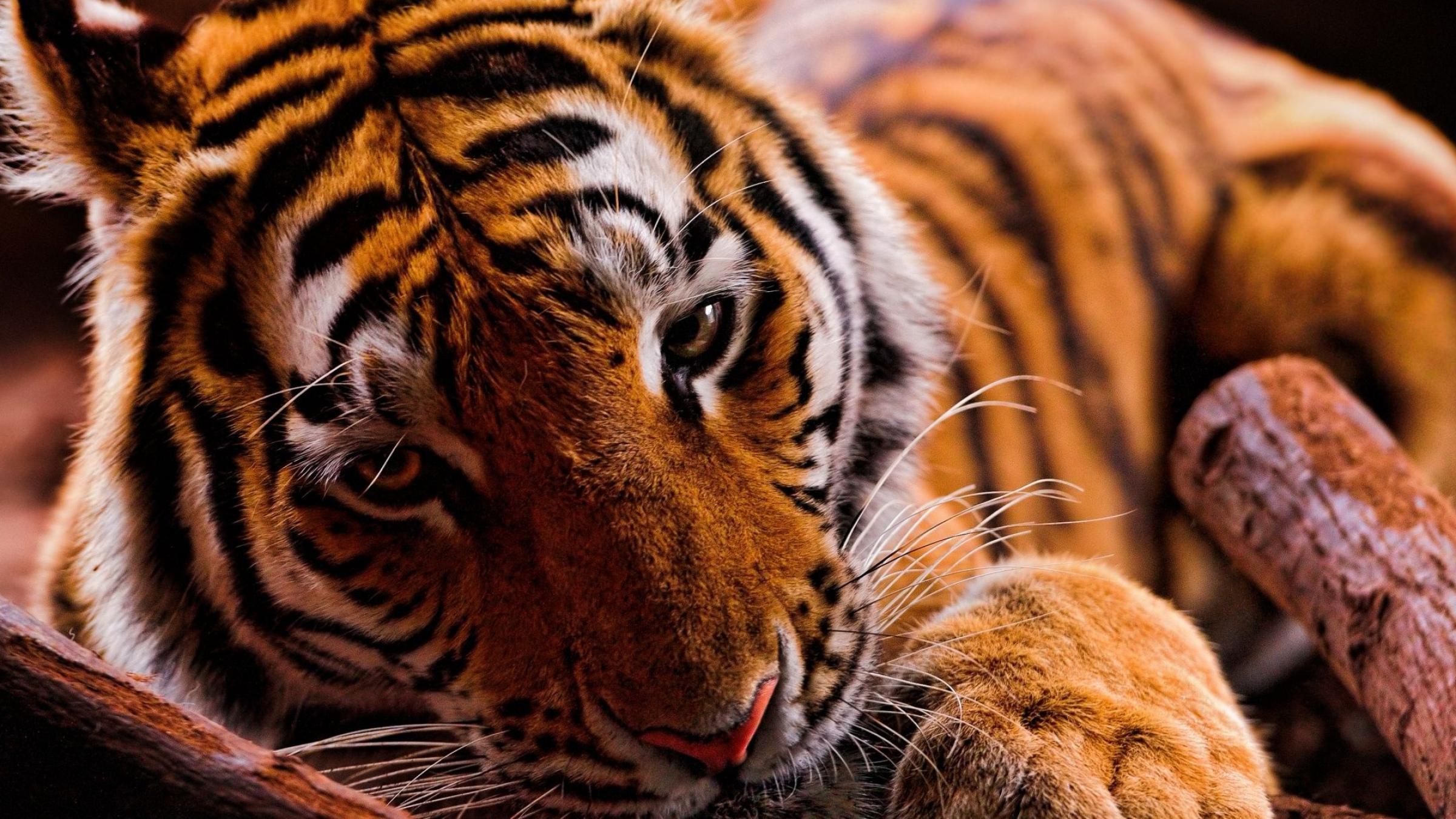 Jungle Animal, Teal tiger's allure, Cute and wild, Striking tiger wallpaper, 2400x1350 HD Desktop