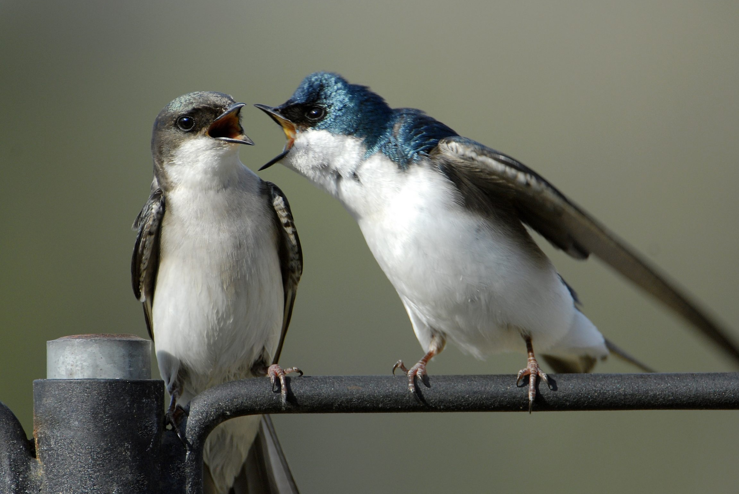 Swallow, Indiana's bird species, Audubon society, Feathered friends, 2560x1720 HD Desktop