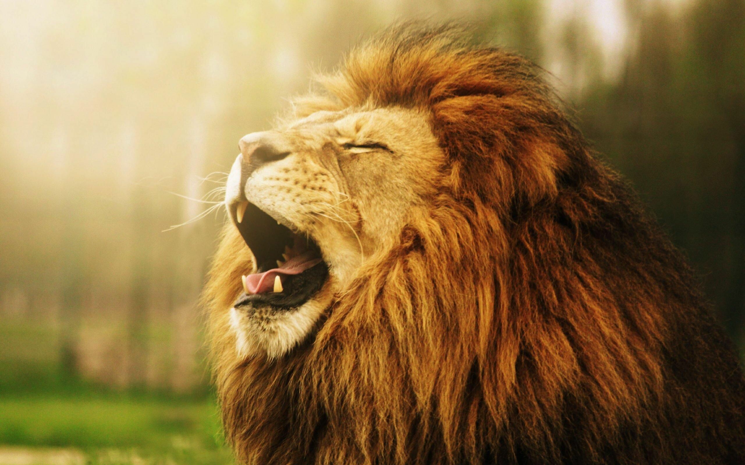 Lion: The lion's repertoire of vocalizations is large, and variations in intensity and pitch appear to be central to communication. 2560x1600 HD Background.