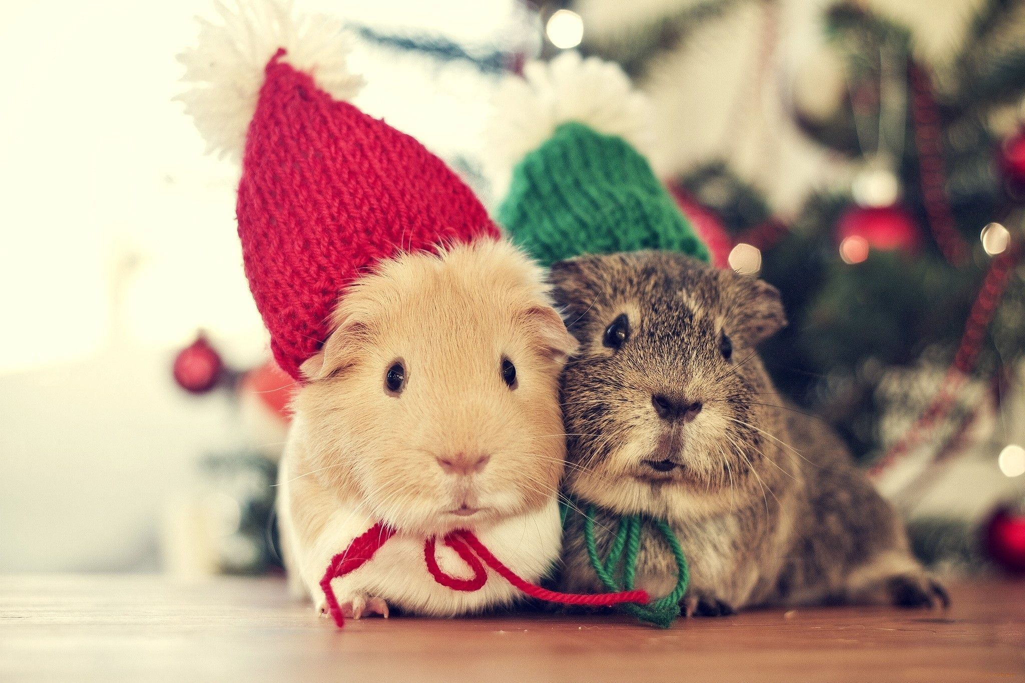 Cute animal, Christmas pet, Festive wallpapers, Adorable background, 2050x1370 HD Desktop
