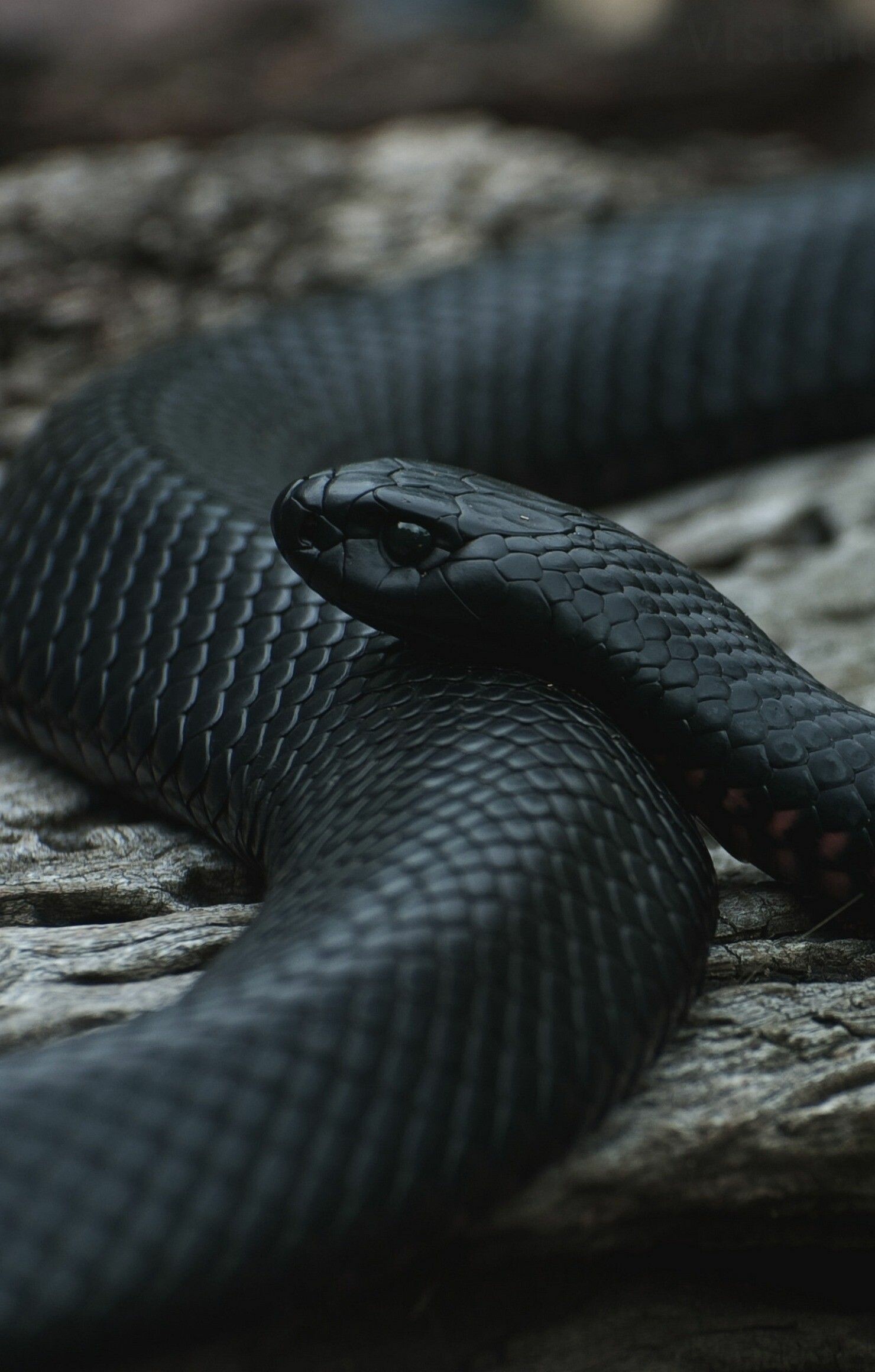 Snake: Vision is best in tree-dwelling species and weakest in burrowing species. 1480x2320 HD Wallpaper.