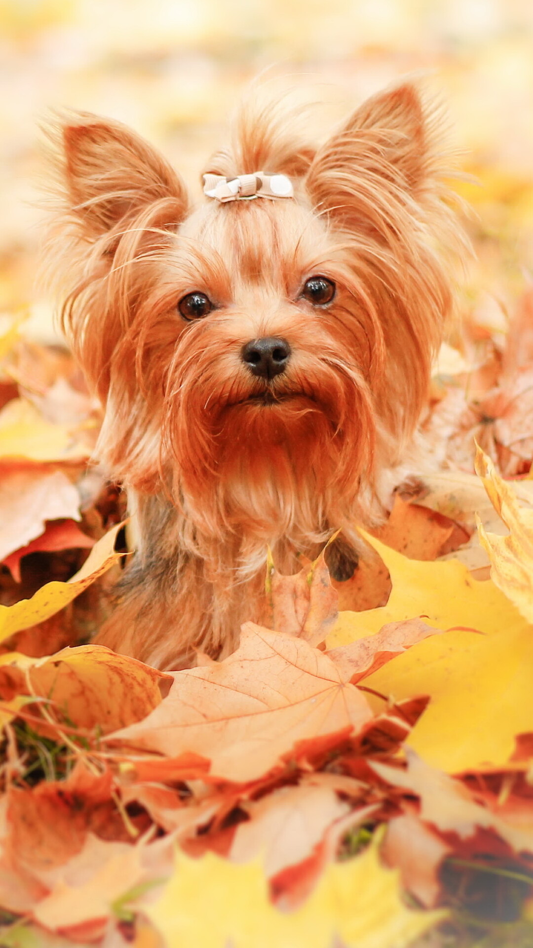 Yorkshire Terrier: Animal, The breed never getting larger than 7 pounds. 1080x1920 Full HD Wallpaper.