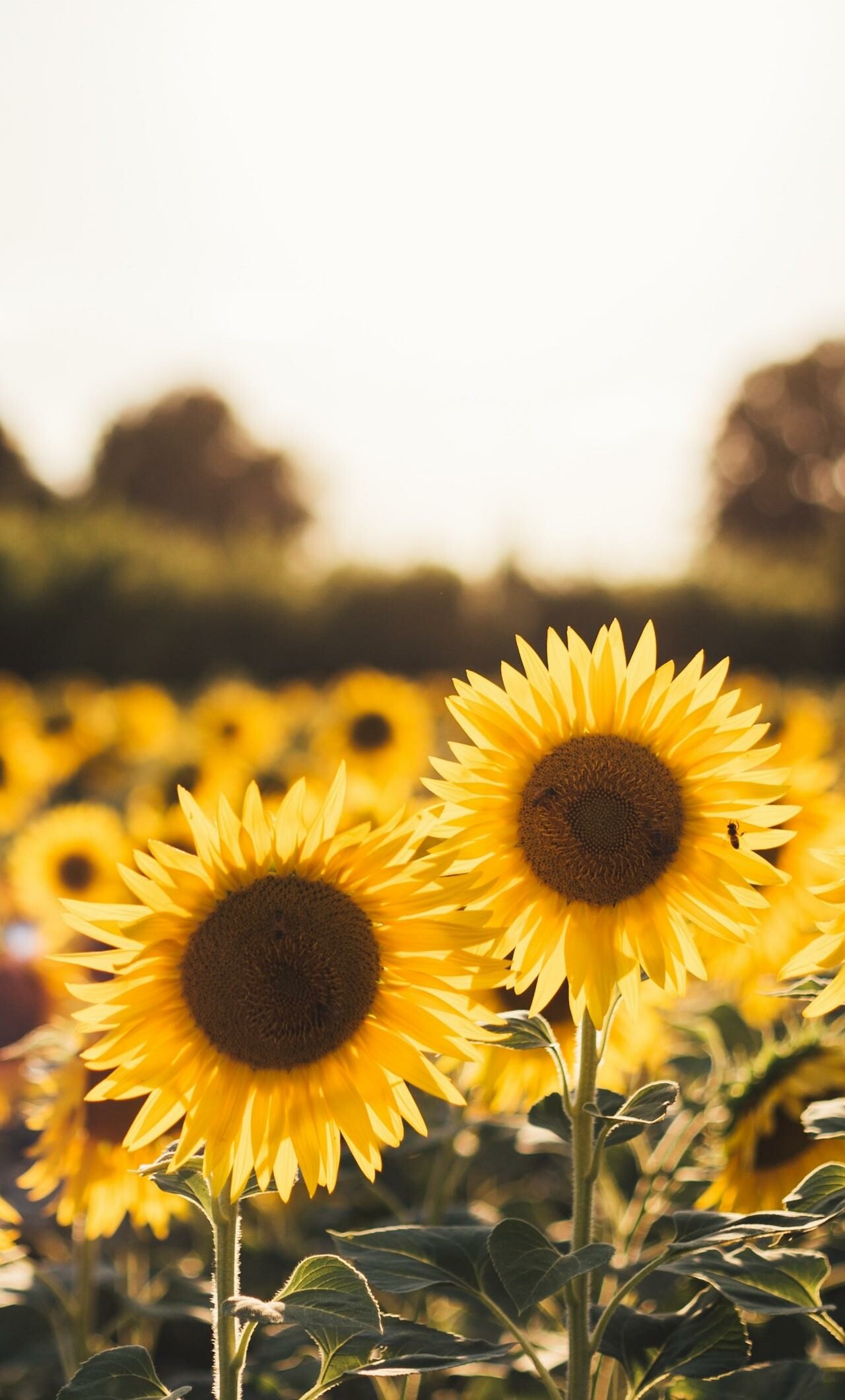 Sunflower: Native American people grew sunflowers as a crop from Mexico to Southern Canada. 1280x2120 HD Wallpaper.