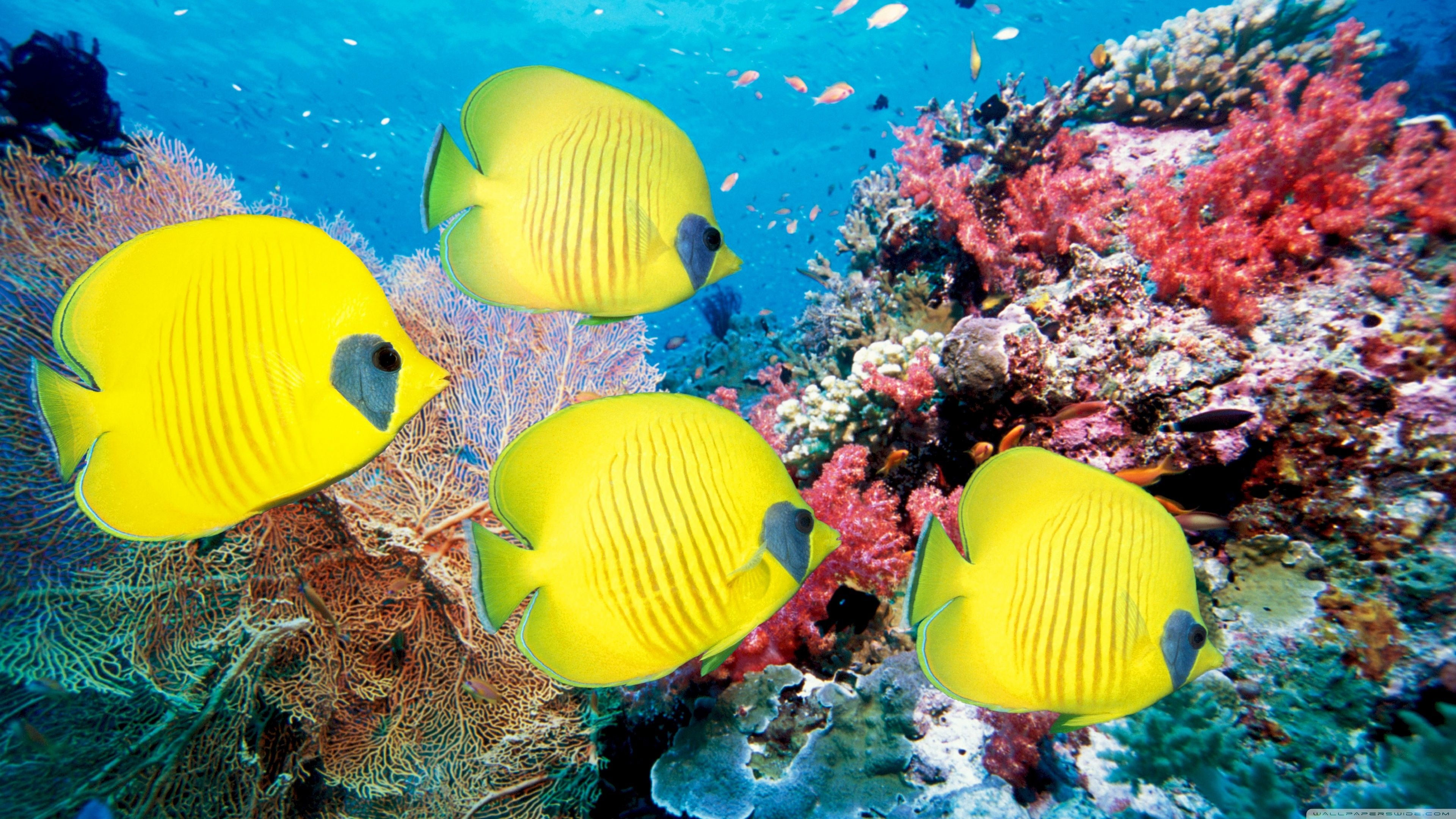 4K fish wallpapers, Ultra HD background, Colorful fish, Underwater beauty, 3840x2160 4K Desktop