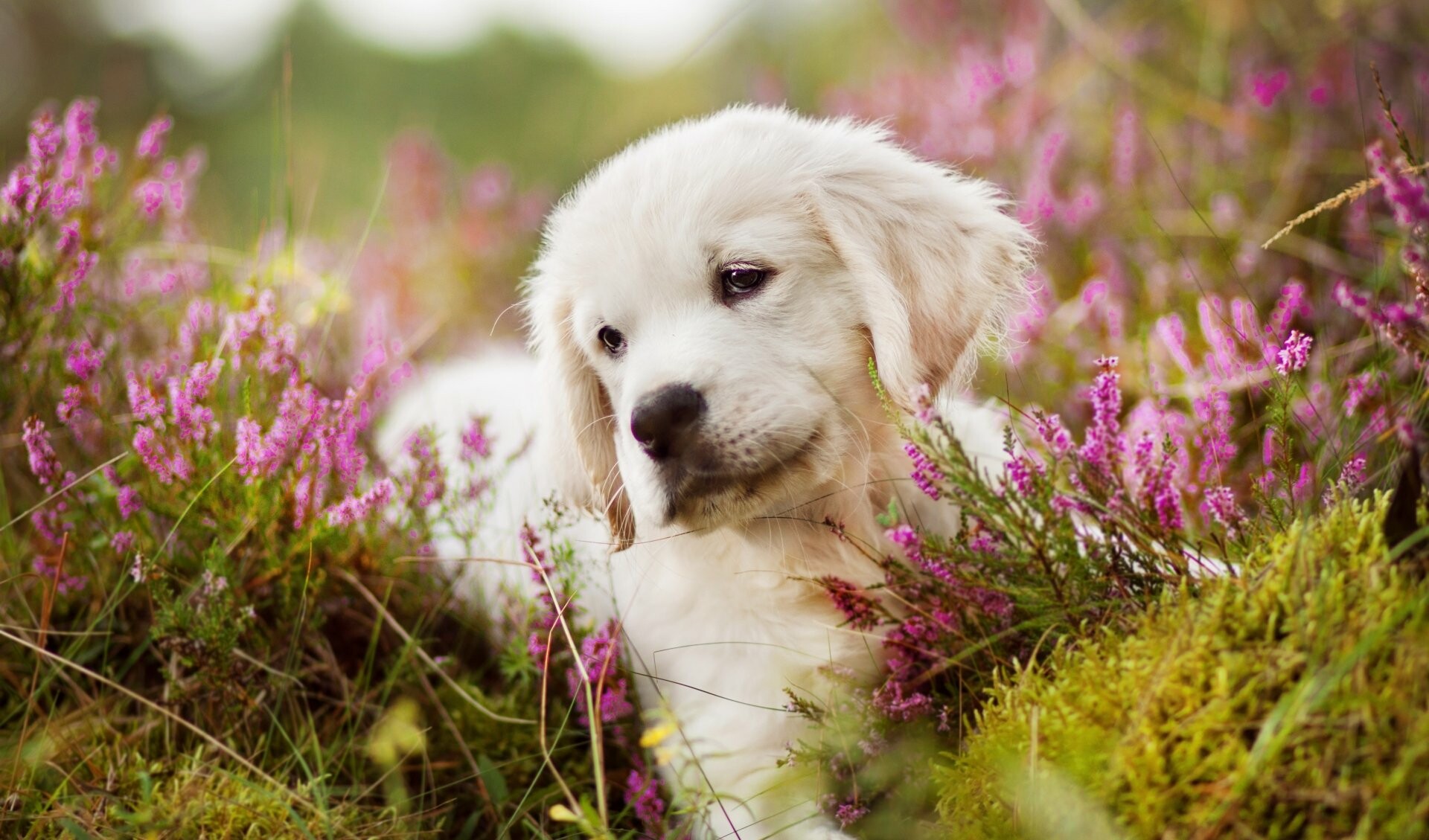 Dog: Golden Retriever, A Scottish breed of retriever of medium size. 1920x1130 HD Wallpaper.