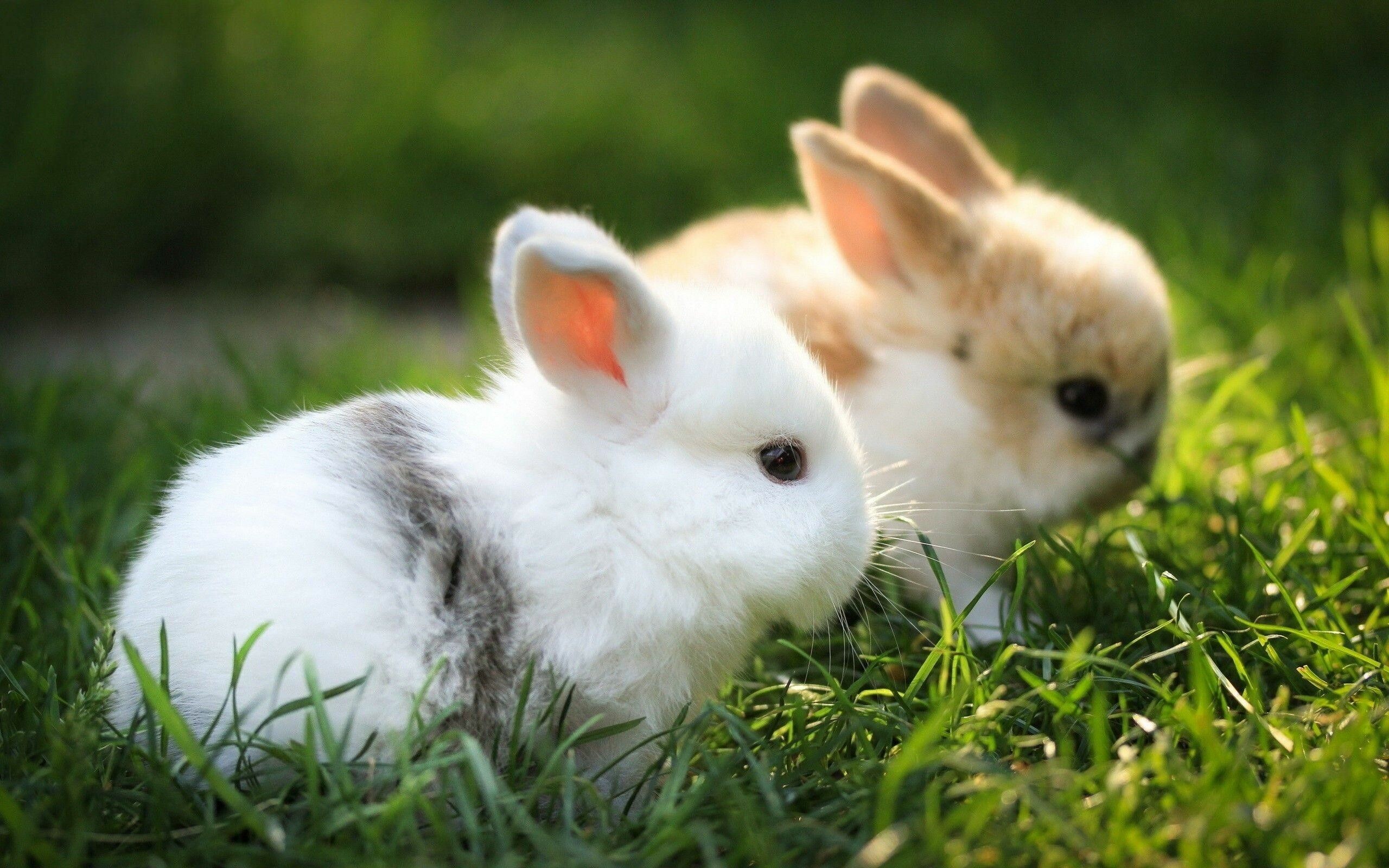 Rabbit: Baby bunnies, A small furry animal with long ears. 2560x1600 HD Background.