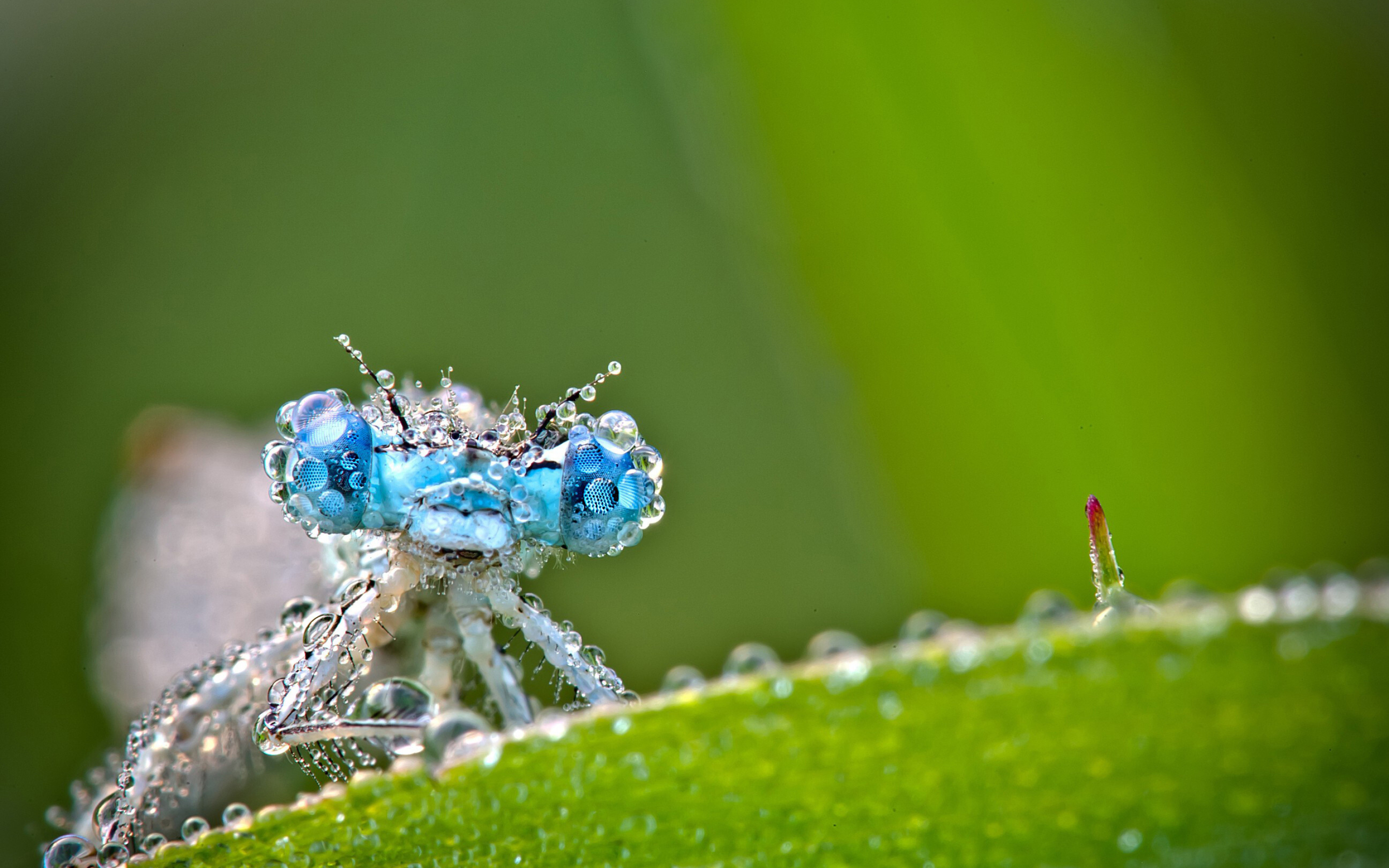 Dragonfly: Animal, An adult specie's compound eyes have nearly 24,000 ommatidia each. 2880x1800 HD Background.