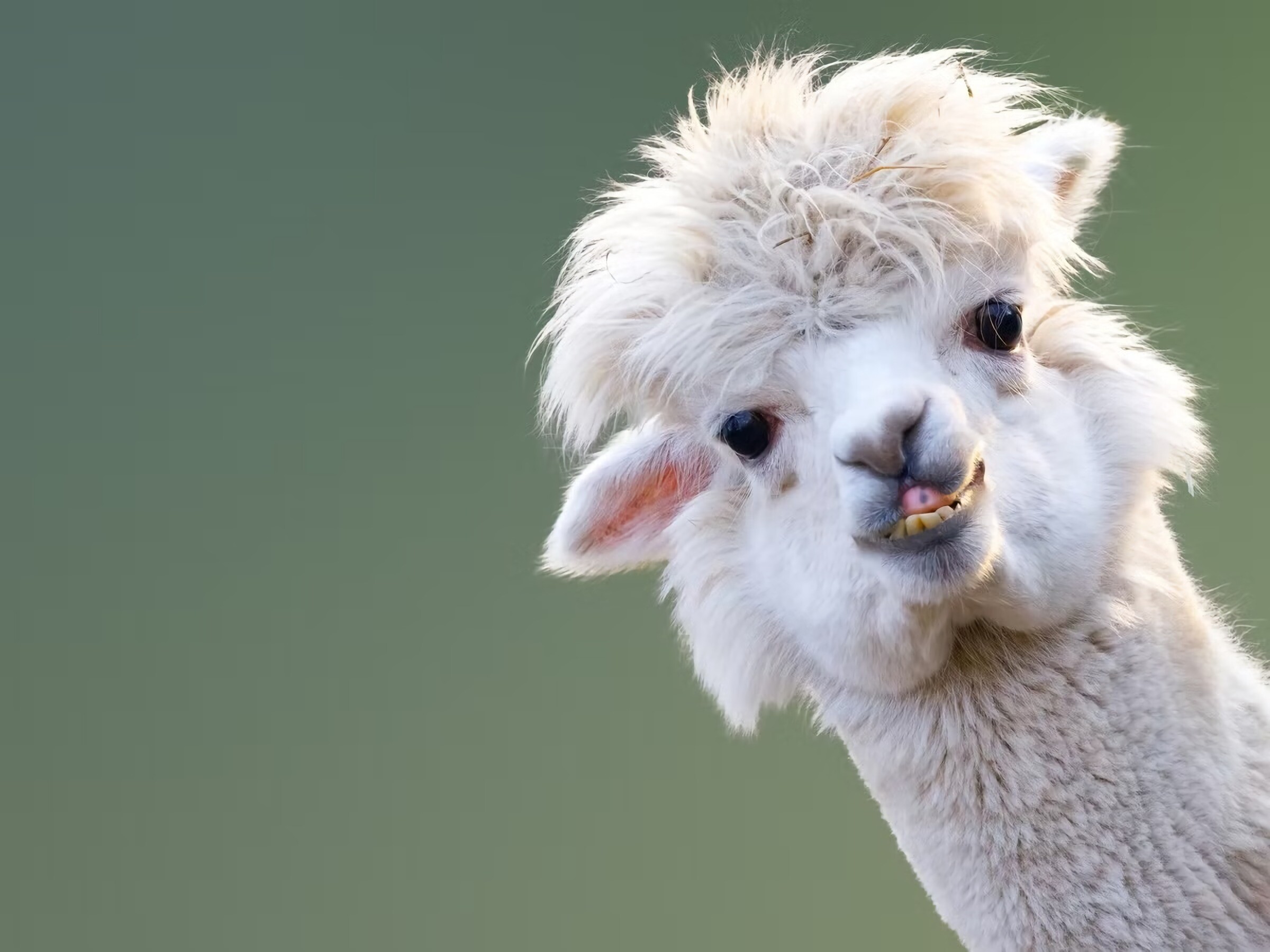 Alpaca (Animals), Curious creatures, Fluffy fleece, Gentle temperament, 2400x1800 HD Desktop