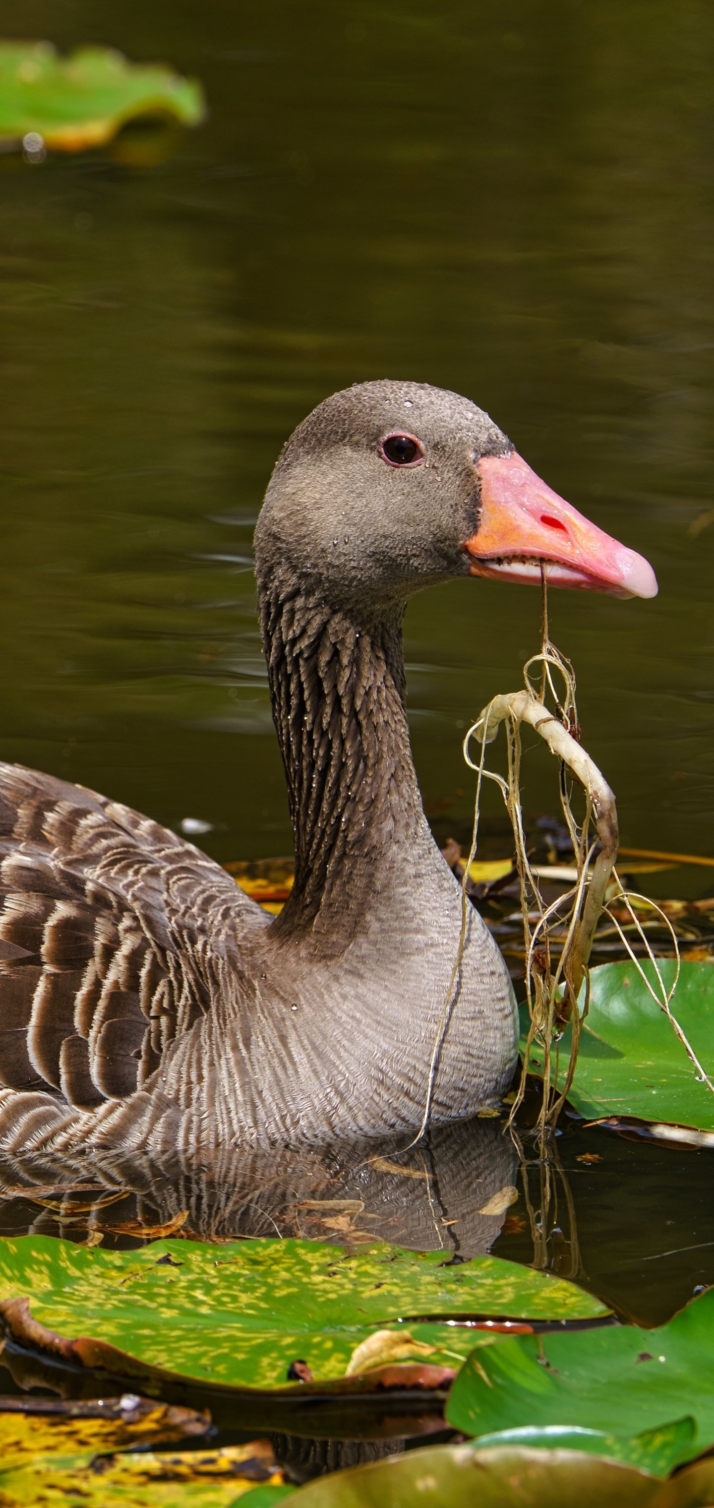 Animal goose, Wildlife photography, Bird species, Nature's beauty, 1440x3040 HD Handy