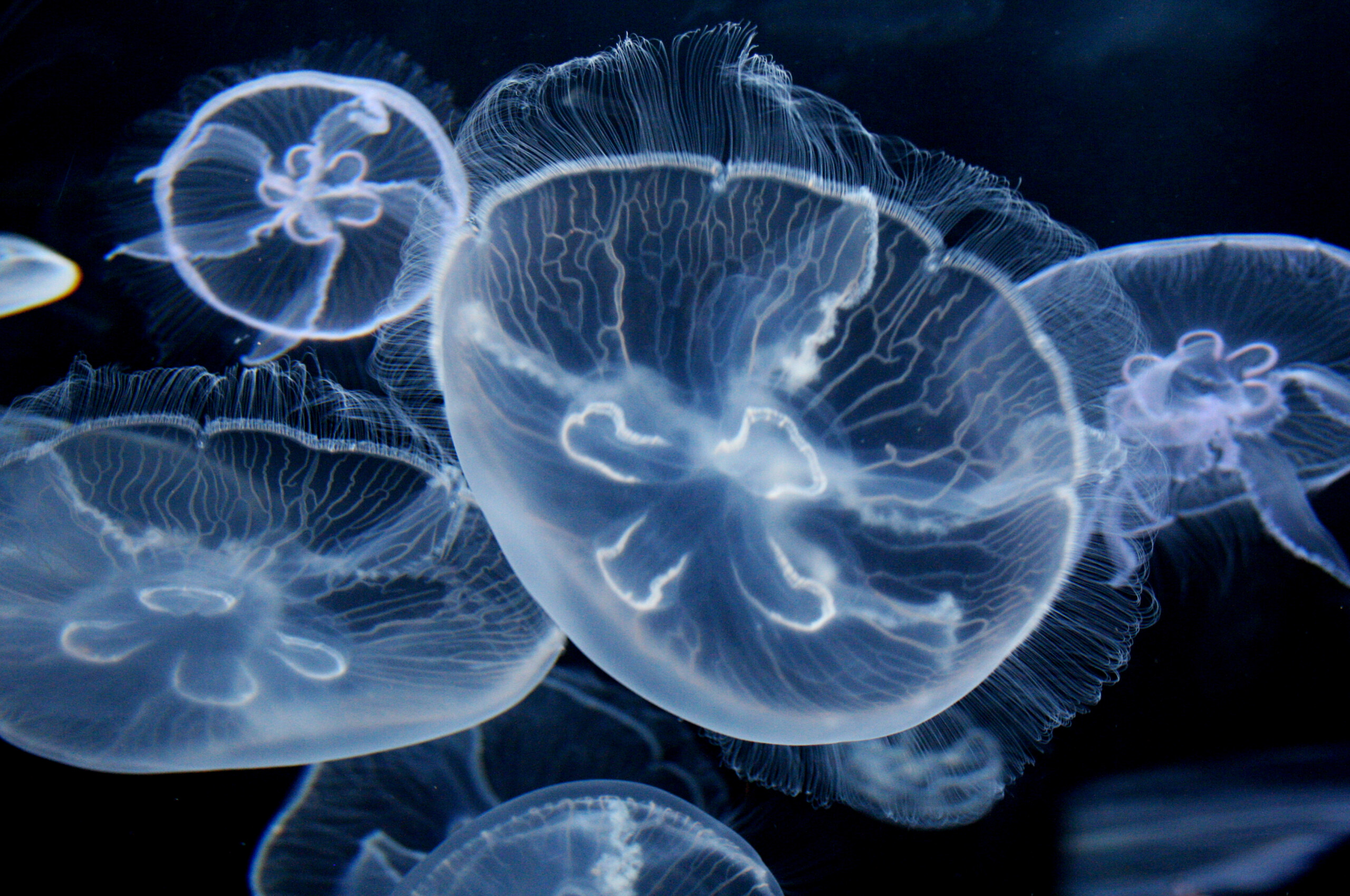 Glowing Jellyfish: Aurelia aurita, A species of the genus Aurelia, Diffusing oxygen from water through the thin membrane covering its body. 2560x1700 HD Wallpaper.
