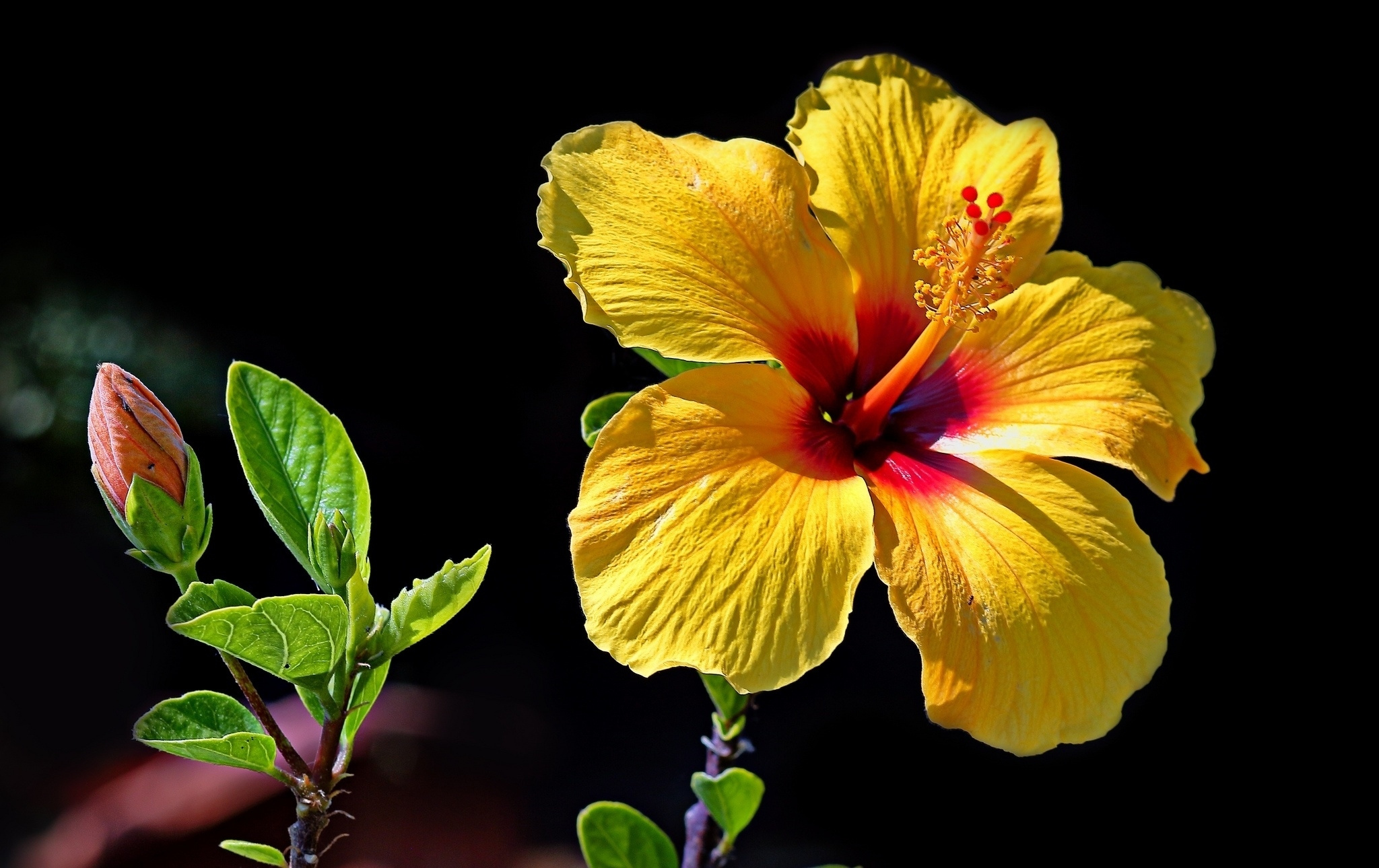 Yellow hibiscus, HD wallpaper, Sunny beauty, Nature's sunshine, 2050x1290 HD Desktop