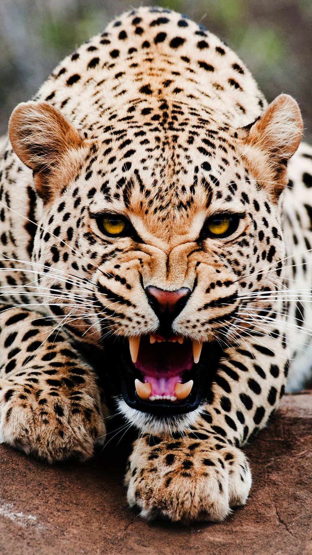 Leopard iPhone wallpapers, Cool backgrounds, 1080x1920 Full HD Phone