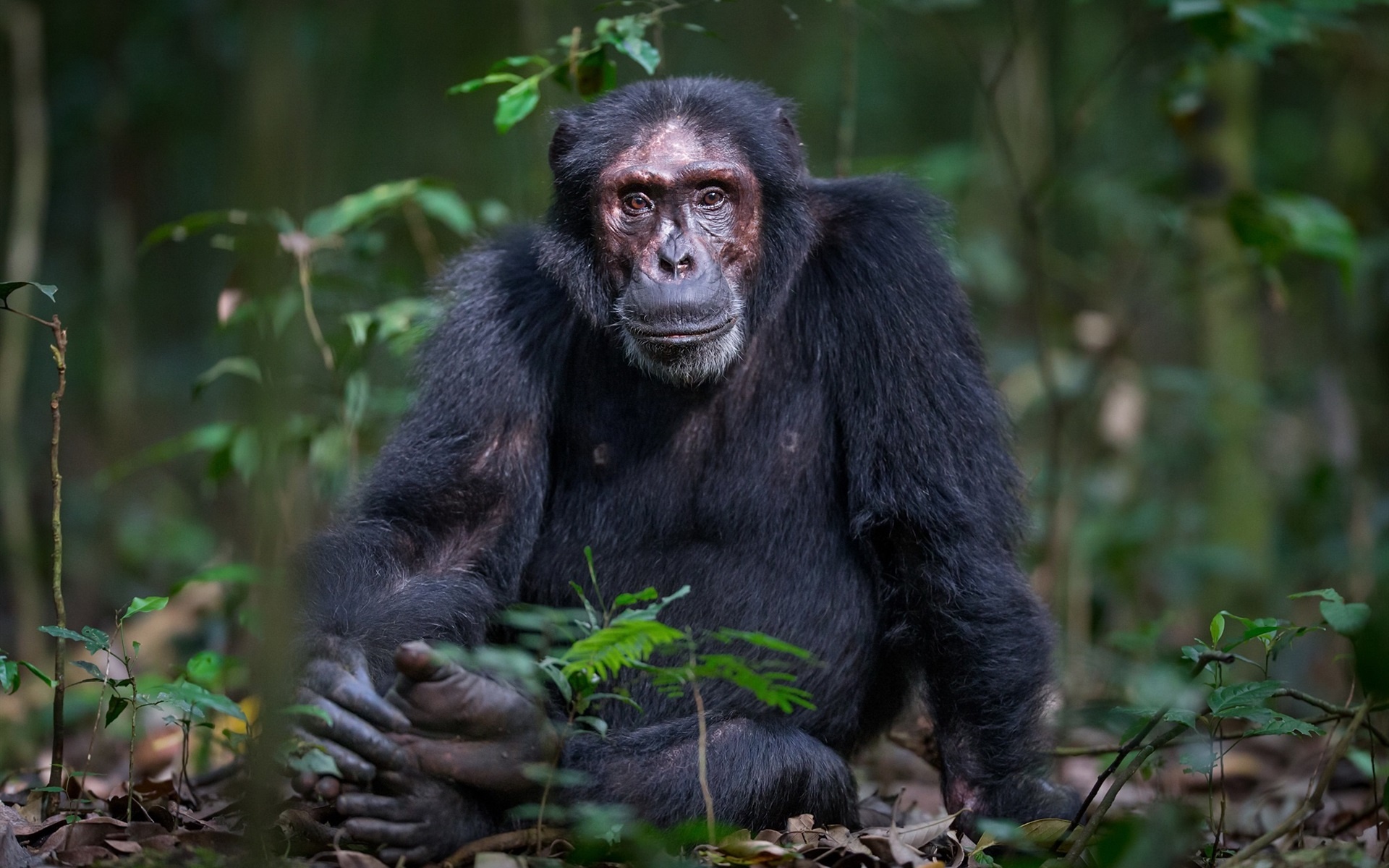 Chimpanzee, Ground-sitting monkey, Serene depiction, Wildlife photography, 1920x1200 HD Desktop