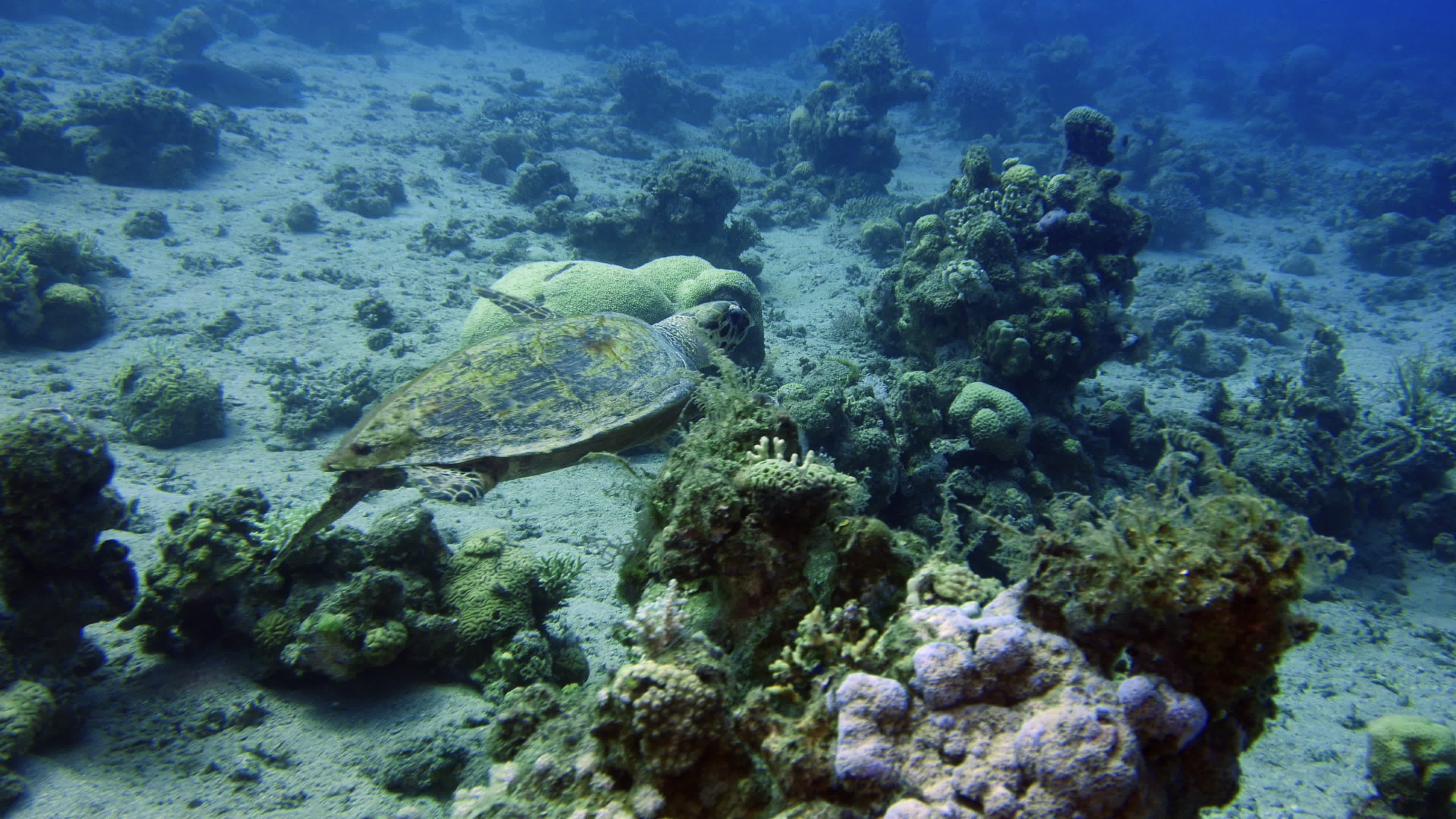 Sea turtle footage, Enchanting underwater world, Stock video wonders, Marine life journey, 3840x2160 4K Desktop