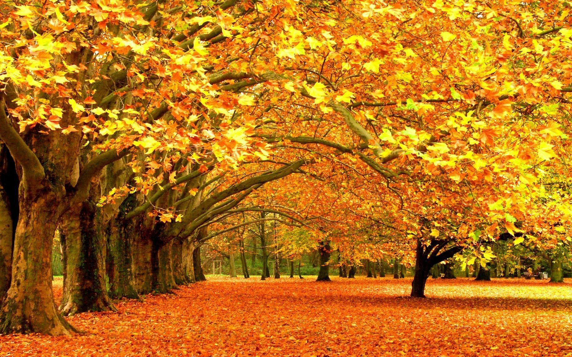 Beautiful autumn foliage, Vibrant tree colors, Nature's artwork, Seasonal beauty, 1920x1200 HD Desktop