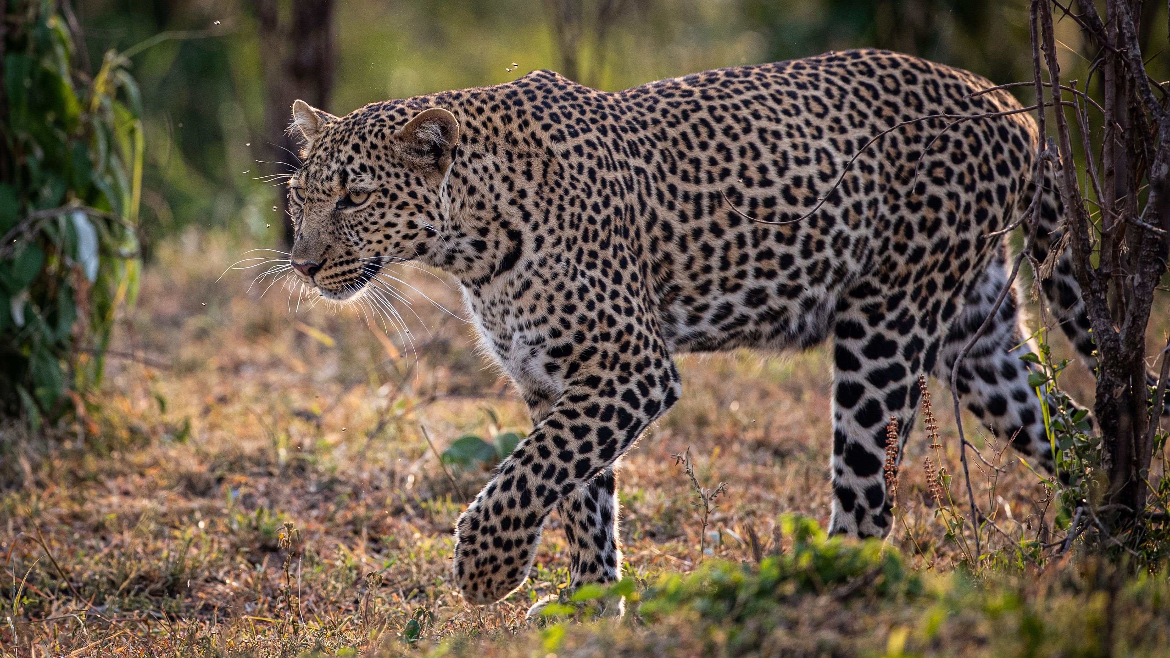Leopard walking, Beautiful photography, 3840x2160 4K Desktop