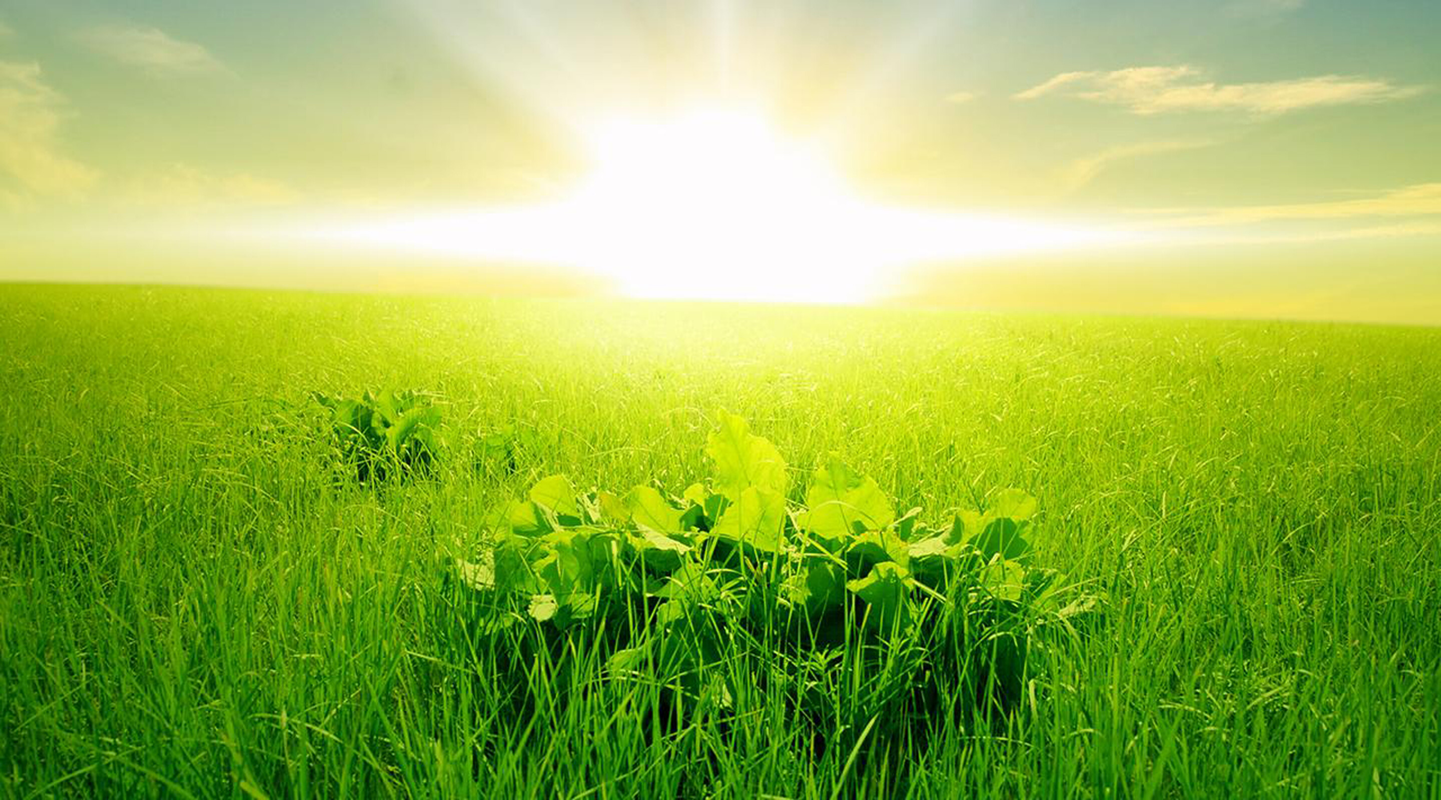 Morning dew, Fresh green grass, Rising sun, Natural beauty, 2880x1600 HD Desktop