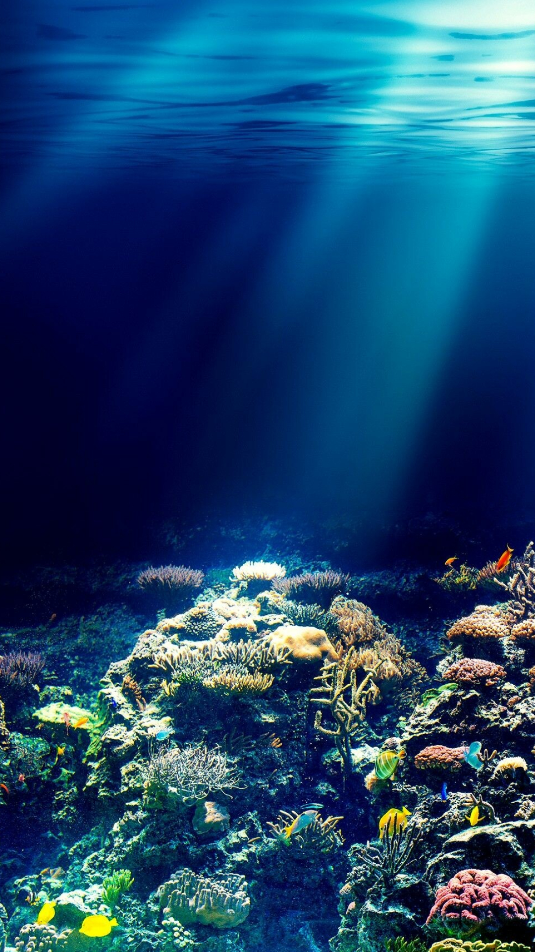 Coral Reef: Important ocean habitats, Marine life. 1080x1920 Full HD Wallpaper.