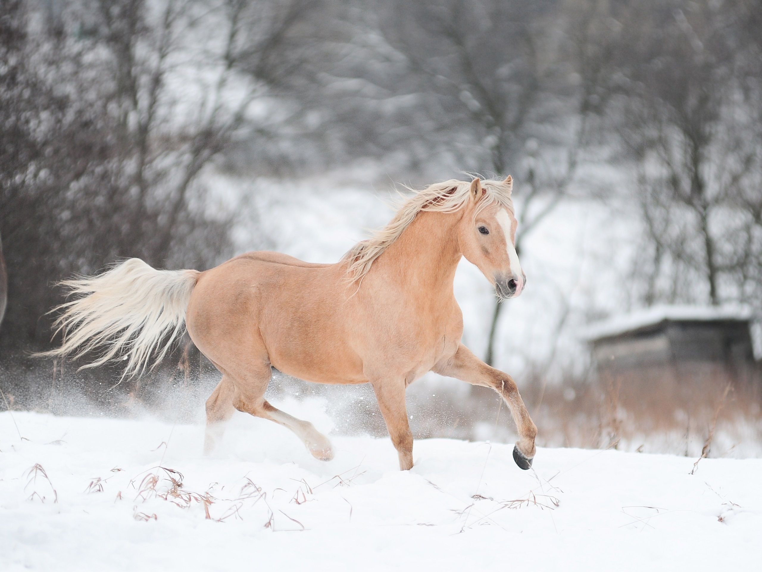 Horses in the Snow, Winter horse wallpapers, Majestic creatures, Snowy landscapes, 2560x1920 HD Desktop