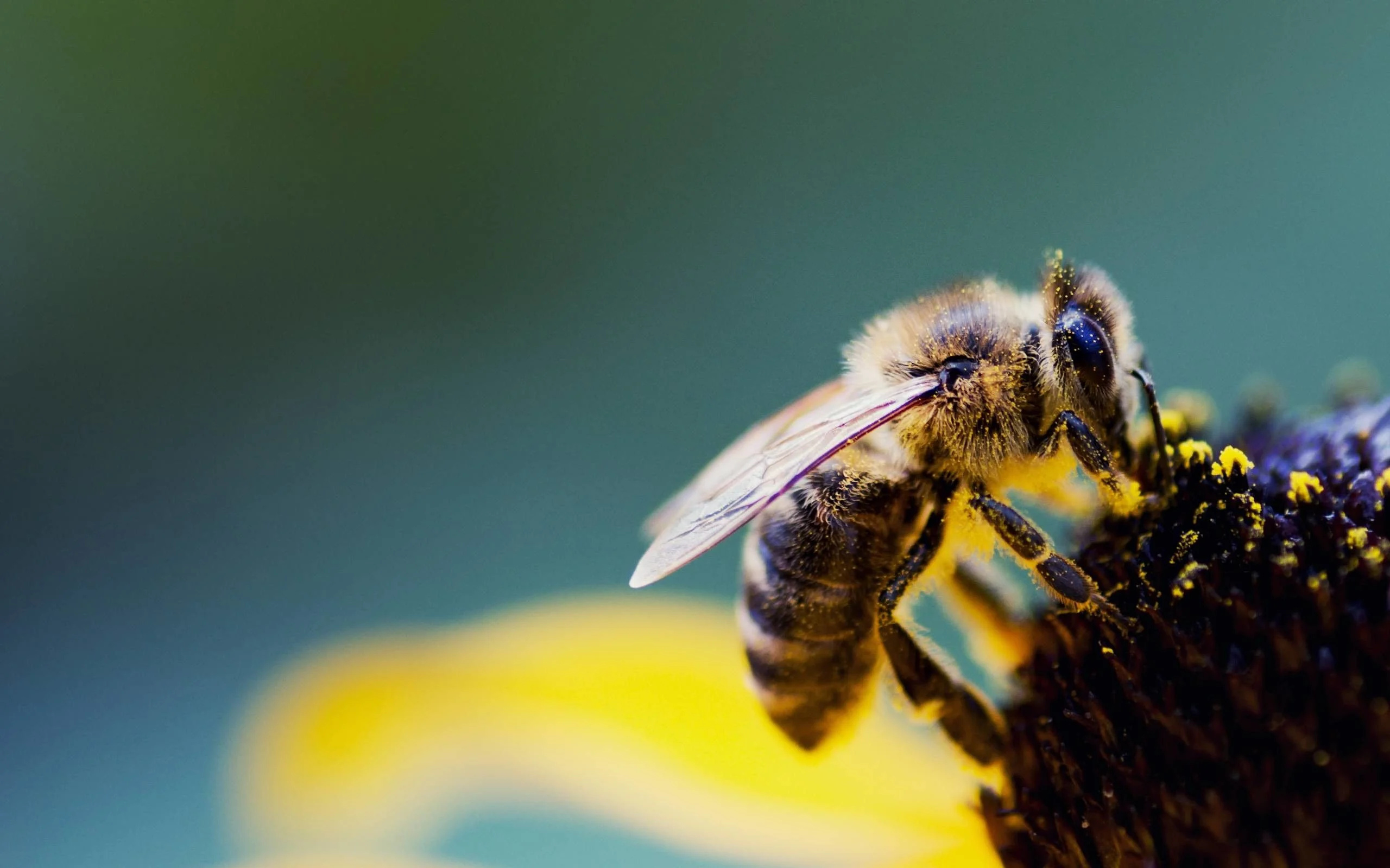 Bee: Africanized honeybees, Apis mellifera, Pollinator. 2560x1600 HD Wallpaper.