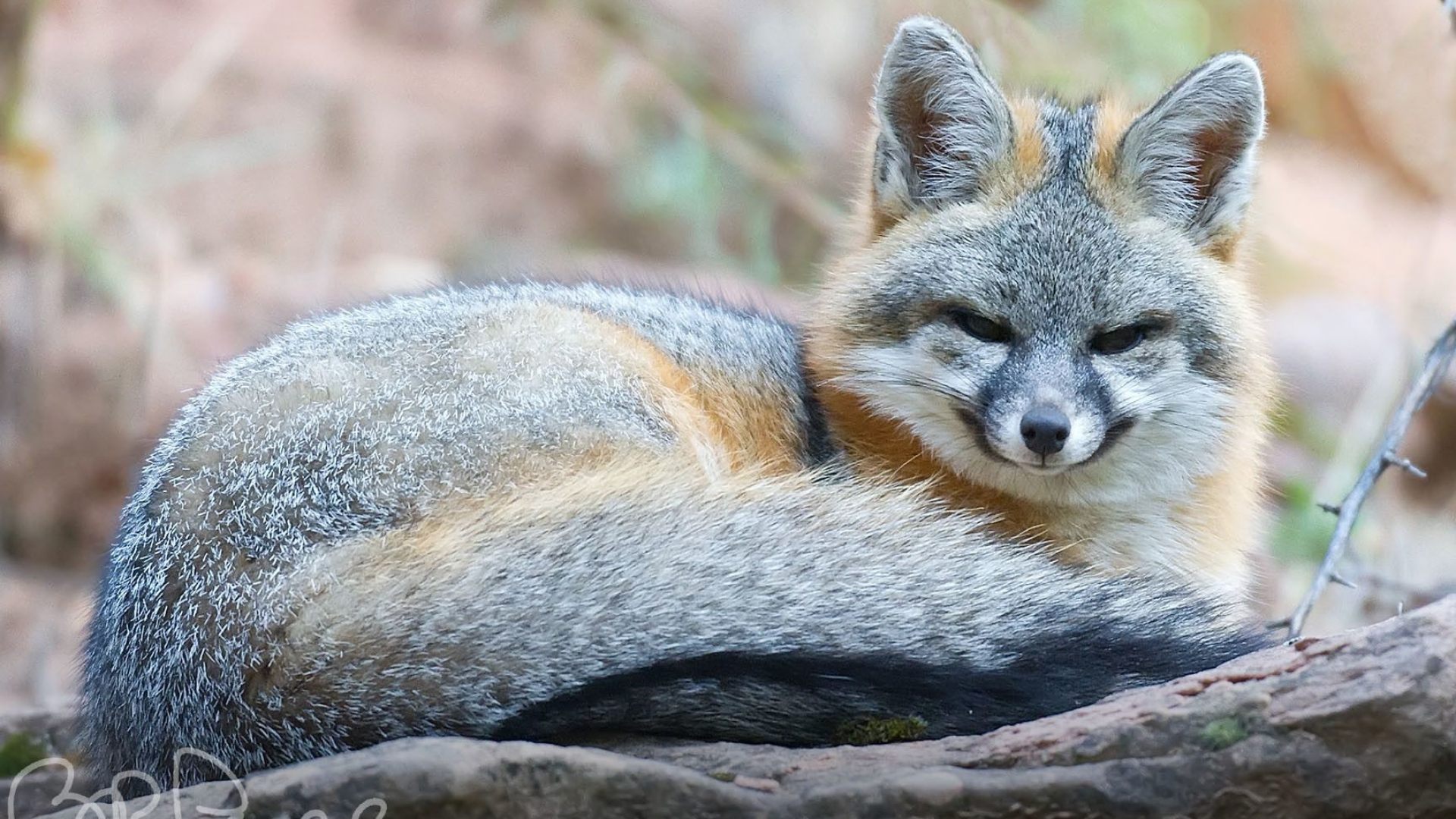 Gray Fox: An omnivore with grizzled gray fur and a black-tipped tail, Canidae, One of six North American fox species. 1920x1080 Full HD Wallpaper.