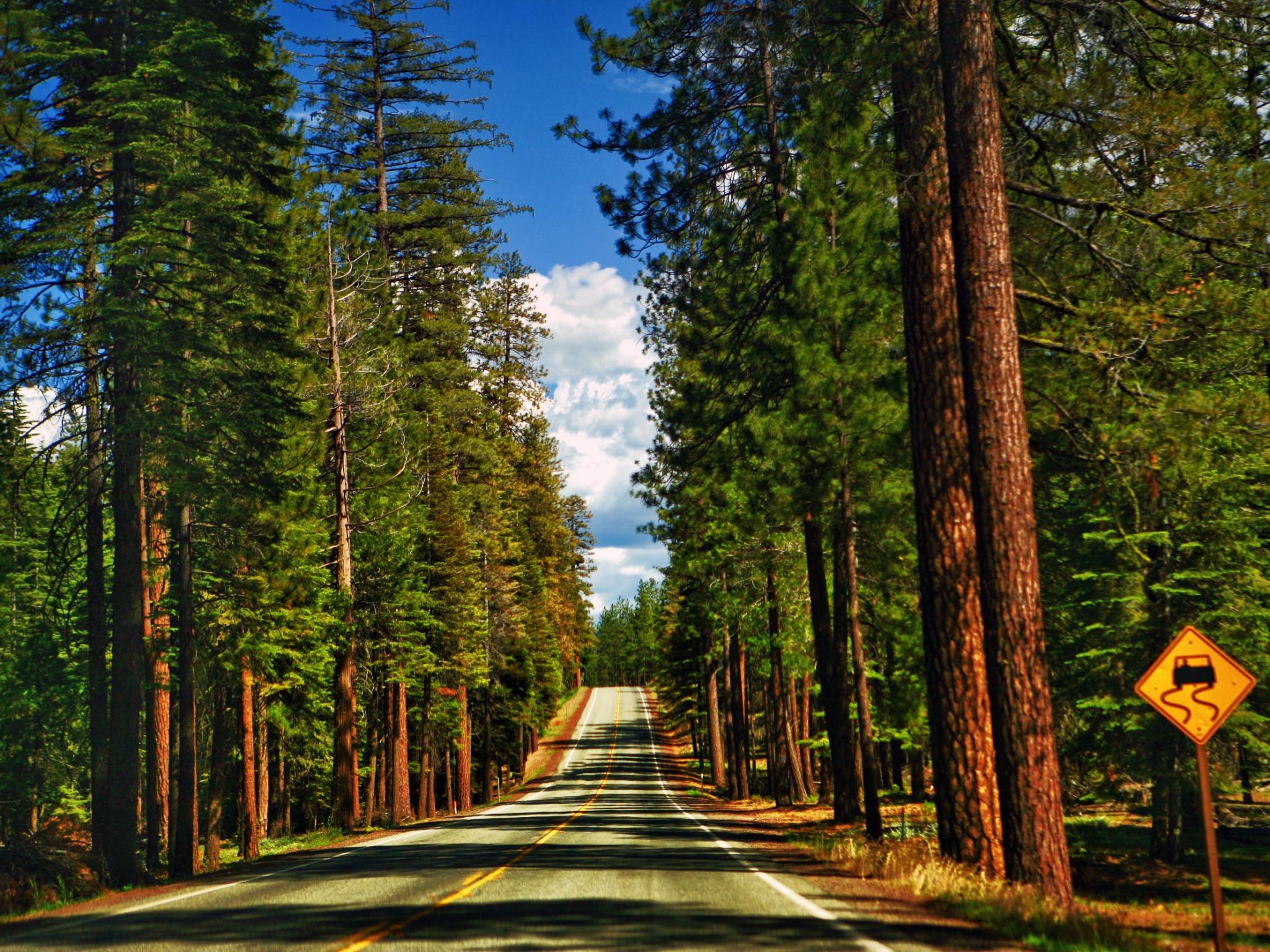 Redwood National Park, San Francisco road trip, Scenic drive, Natural wonders, 2050x1540 HD Desktop