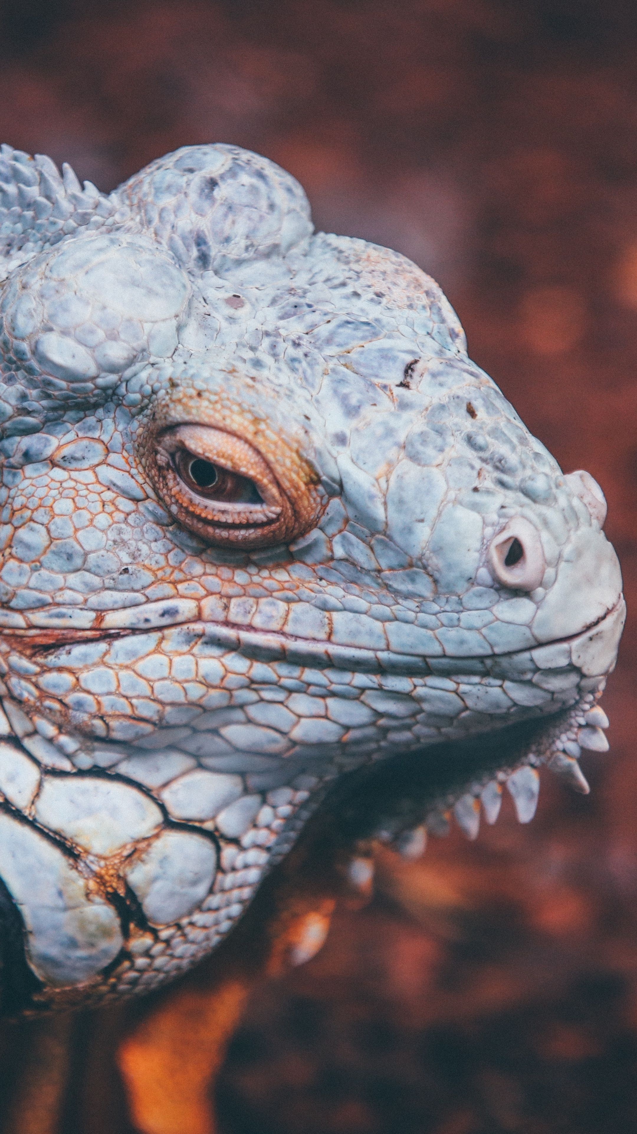 Iguana reptile scales, 4k background, 2160x3840 4K Phone