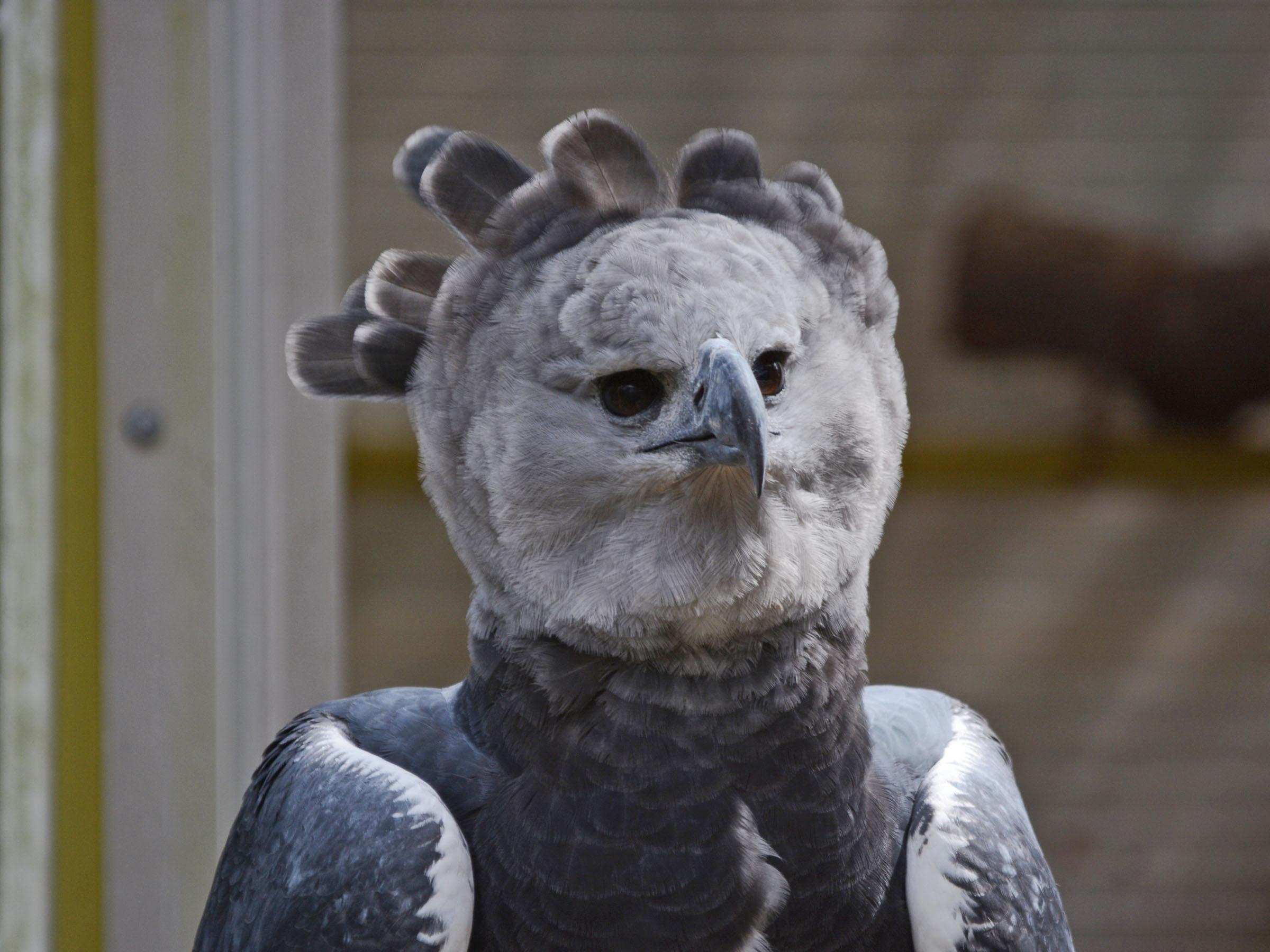 Harpy Eagle, Rare avian species, Virtual zoo visit, Nature's wonder, 2400x1800 HD Desktop
