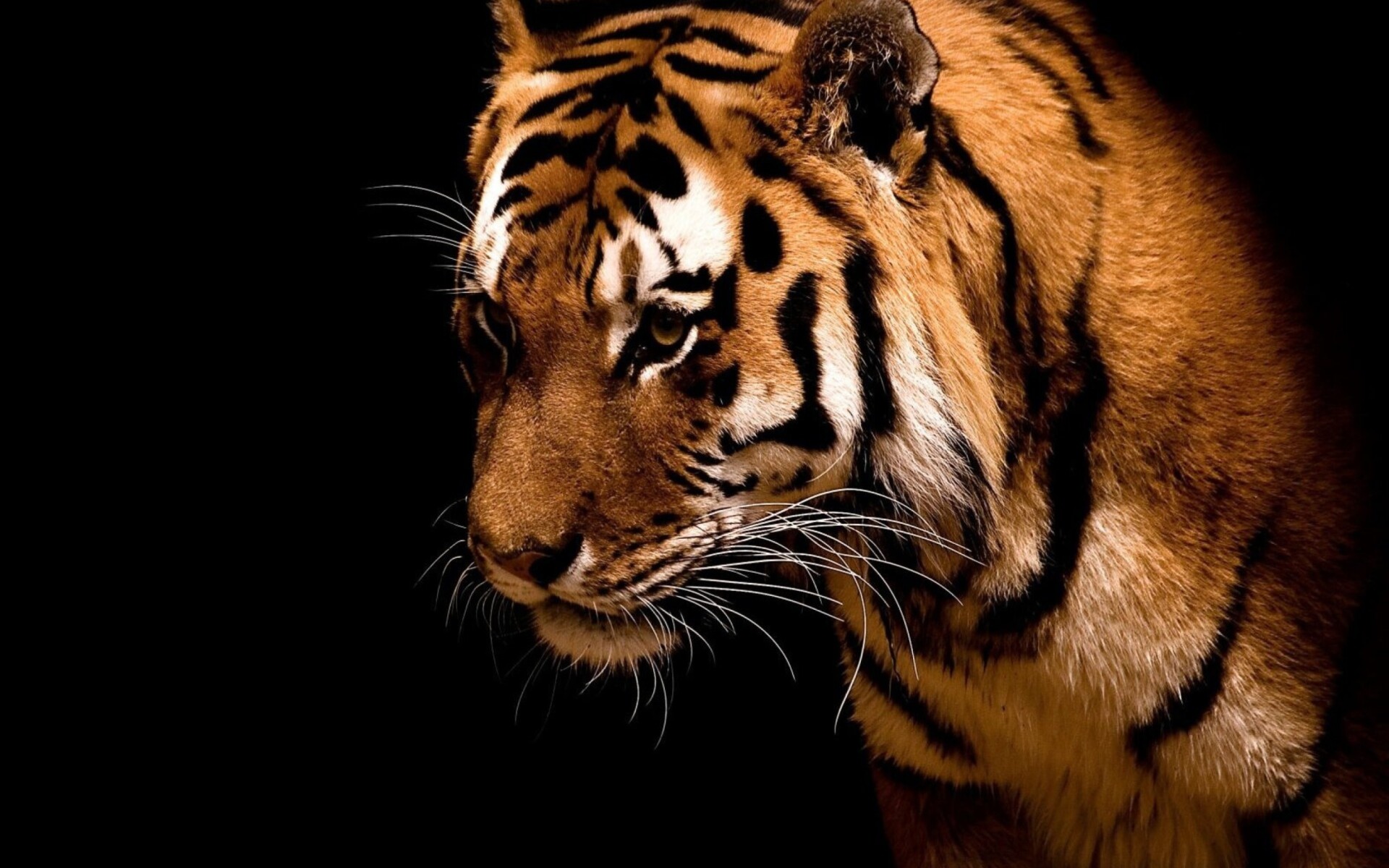 Tiger: These powerful cats hunt primarily at night, using sight and sound to identify prey. 1920x1200 HD Wallpaper.
