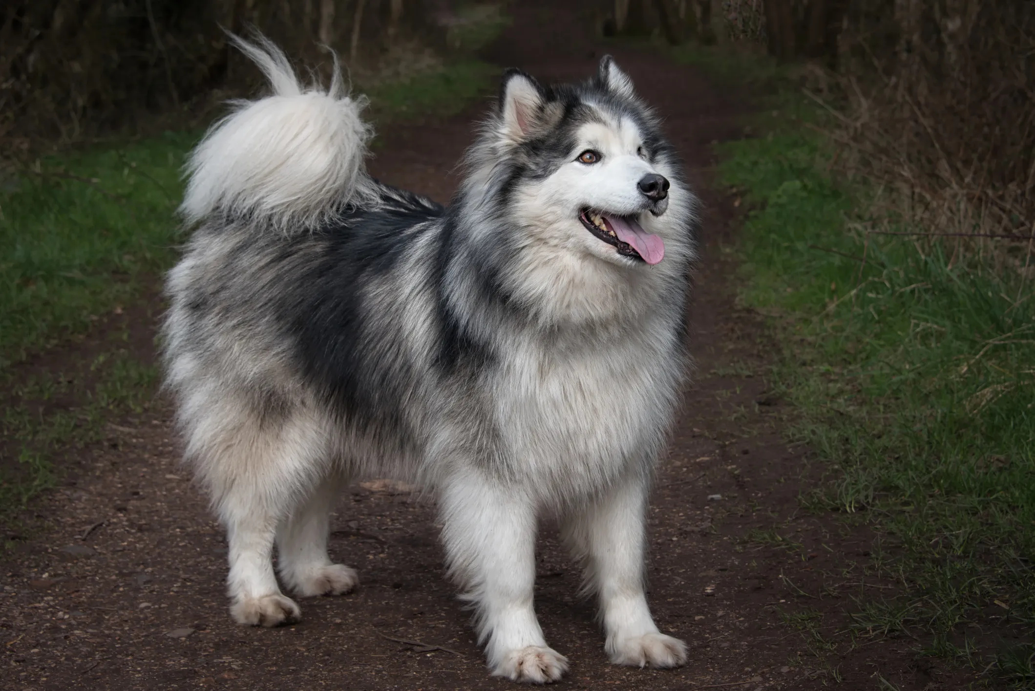 Alaskan malamute husky, Dog breed discount, 59% off, Sledding companion, 2120x1420 HD Desktop