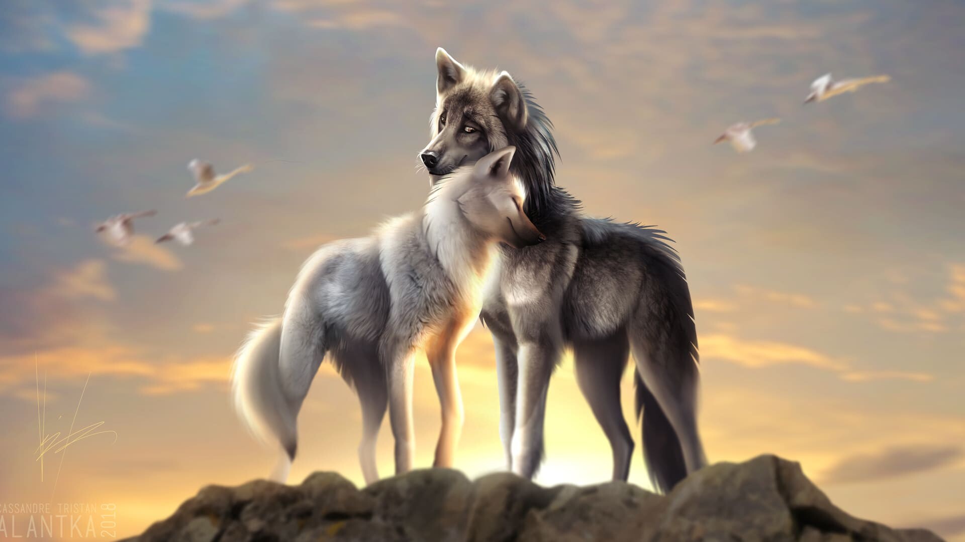 Wolf: Wolves are legendary because of their spine-tingling howl, which they use to communicate. 1920x1080 Full HD Wallpaper.