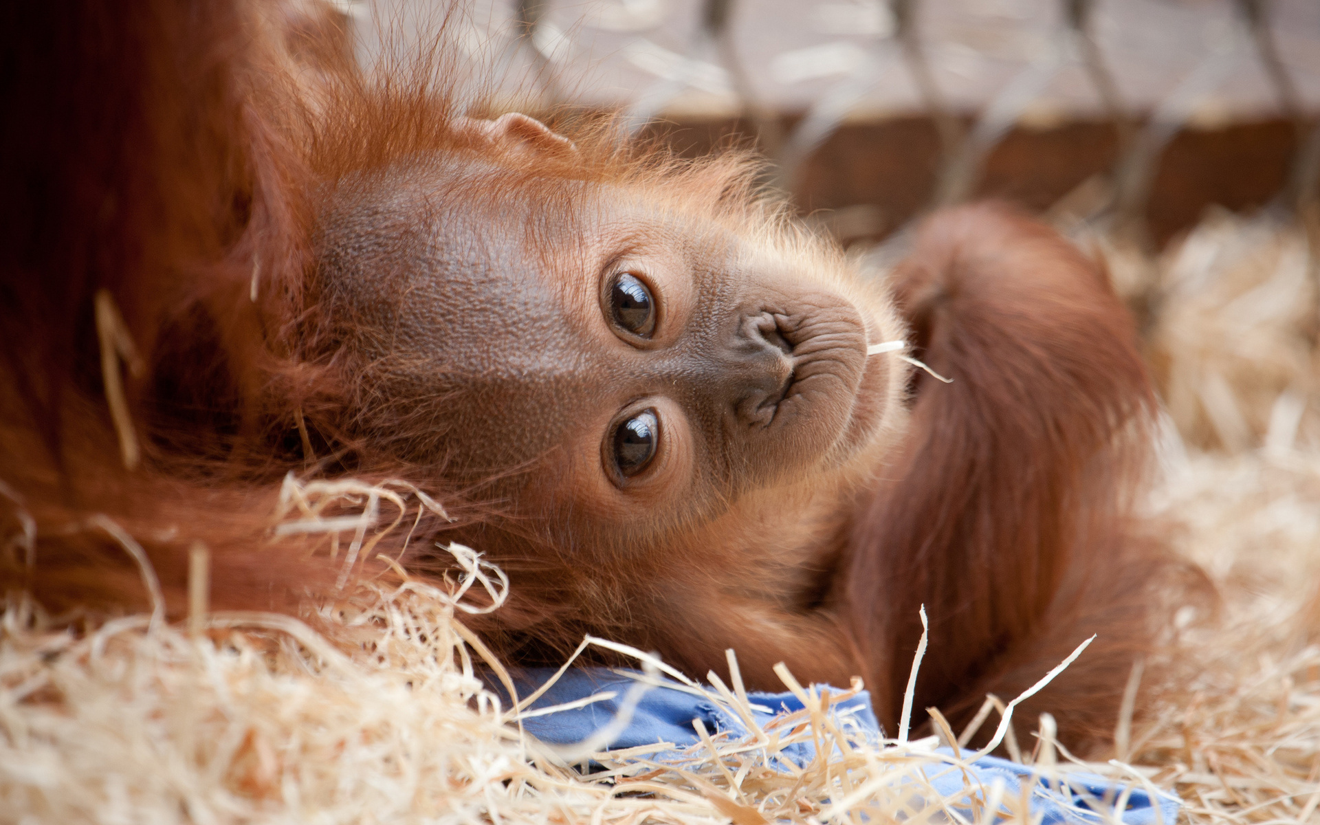 Orangutan, Playful antics, Tree-dwelling, Natural habitat, 1920x1200 HD Desktop