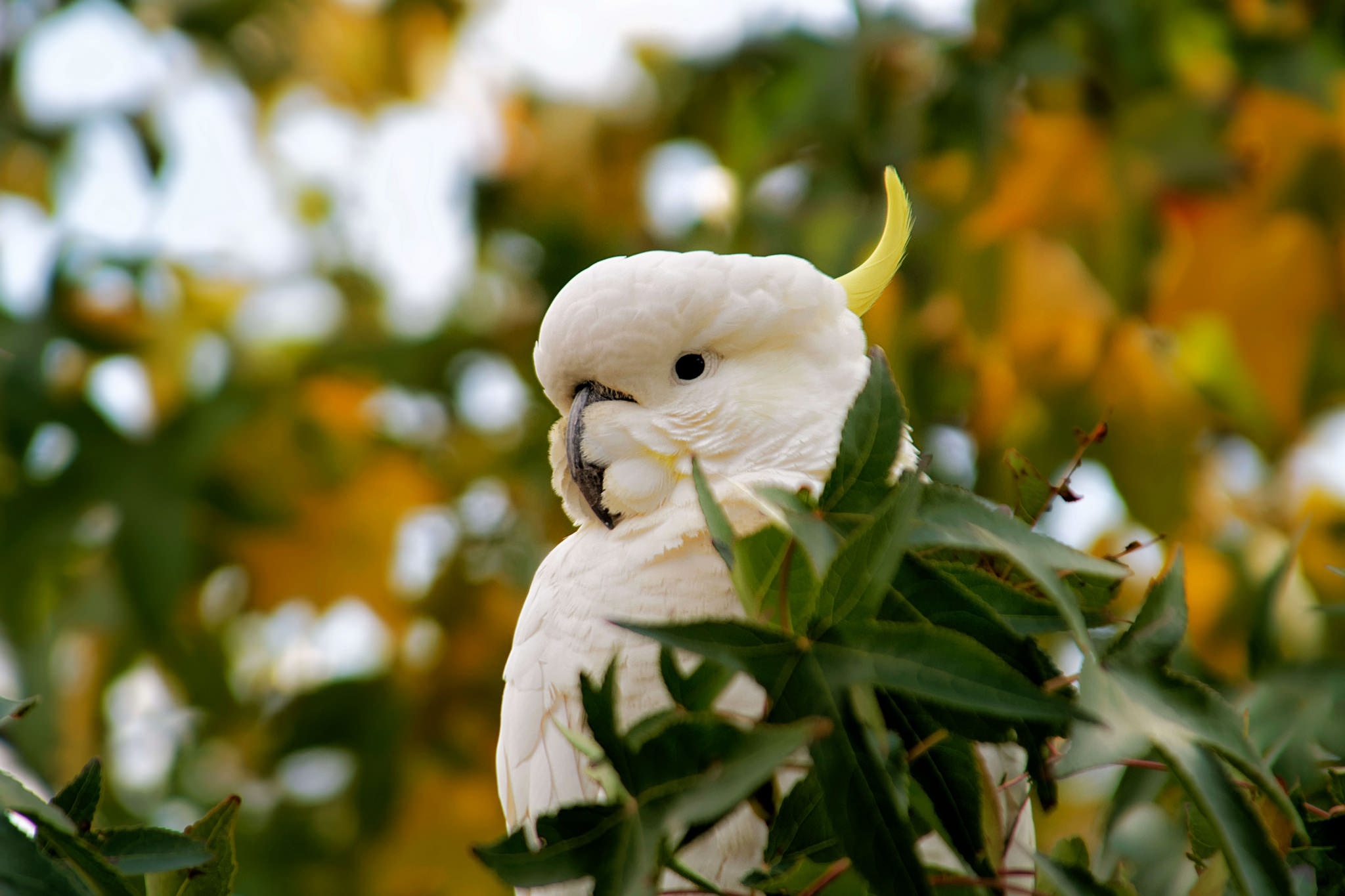 Cockatoo: Sulphur Crested Species From Wooded Habitats In Australia And New Guinea. 2050x1370 HD Wallpaper.