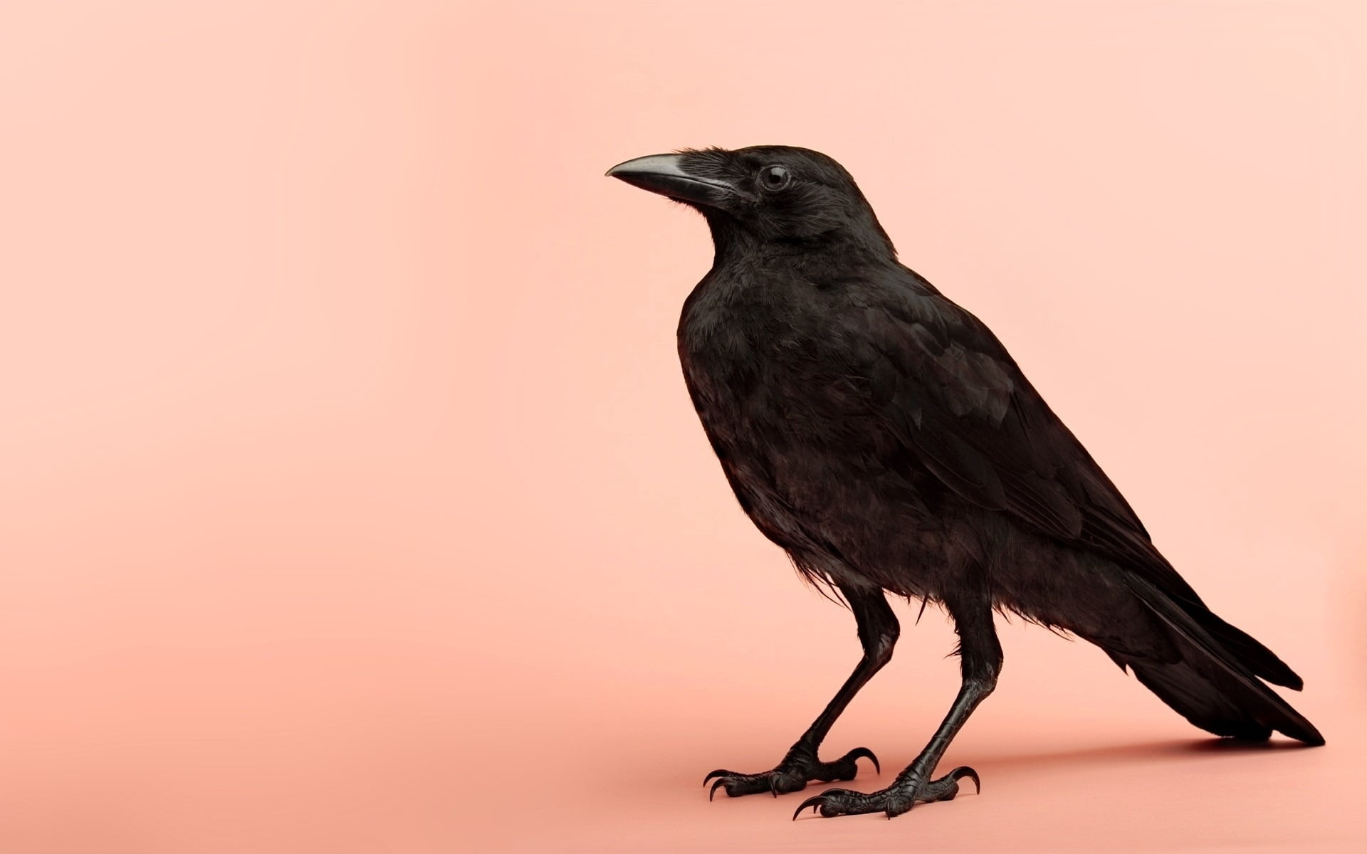 Black crow, Serene bird, Avian beauty, Wildlife wonder, 1920x1200 HD Desktop
