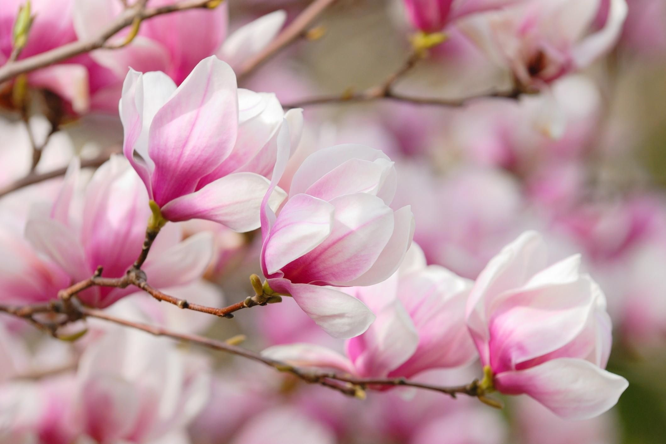 Magnolia wallpapers, Soft pink aesthetic, Wallpaper options, Floral wonder, 2120x1420 HD Desktop