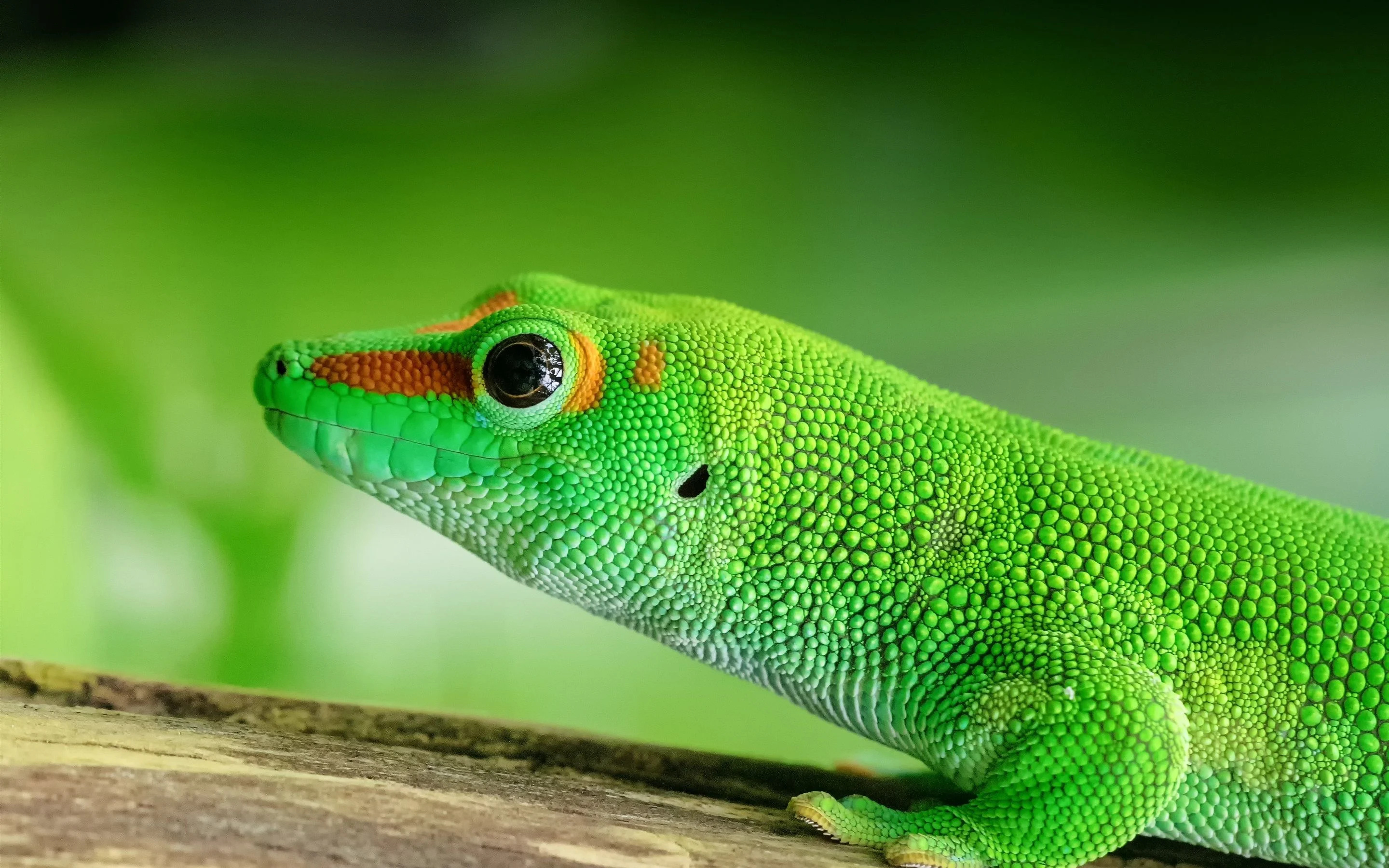 Green lizard popular backgrounds, 2880x1800 HD Desktop