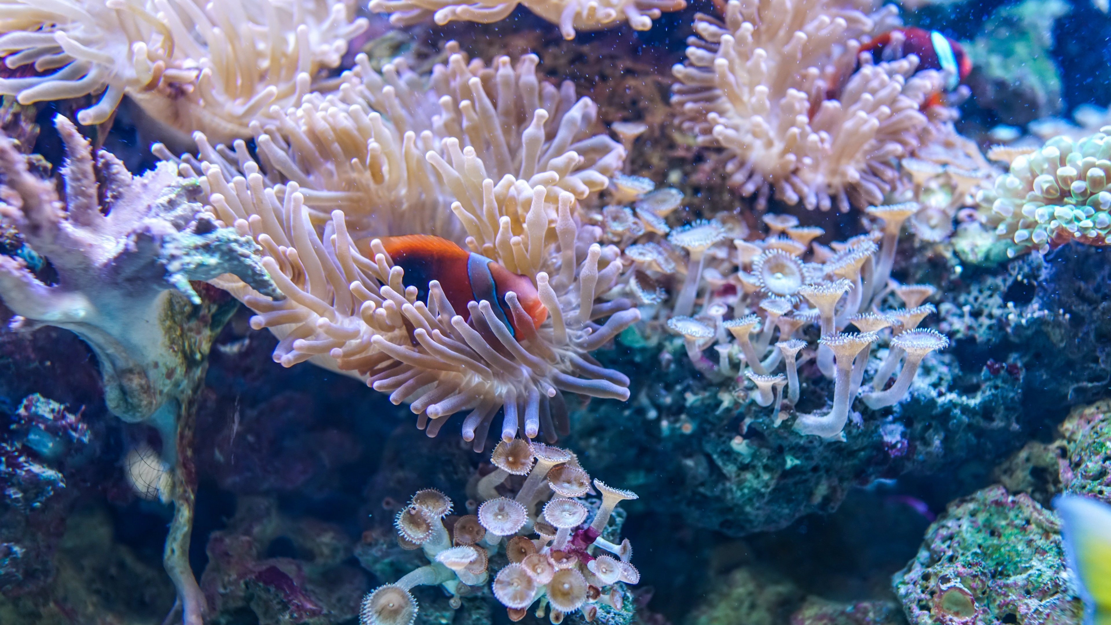 Coral underwater wallpaper, Aquatic life, 4K resolution, Underwater beauty, 3840x2160 4K Desktop