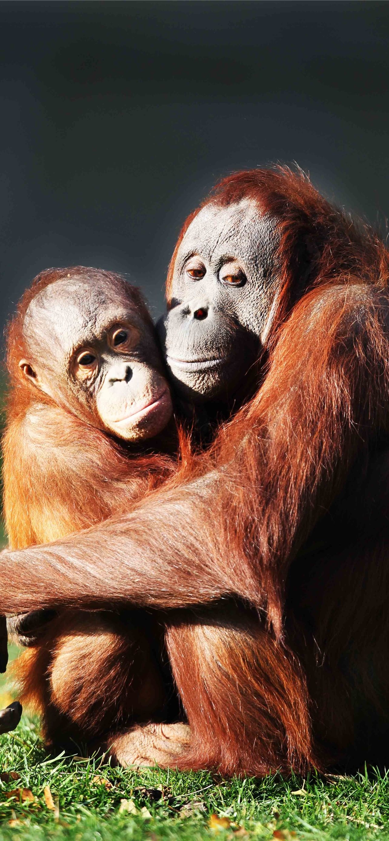 Orangutan, Jungle explorers, Borneo's treasures, Animal kingdom, 1290x2780 HD Phone