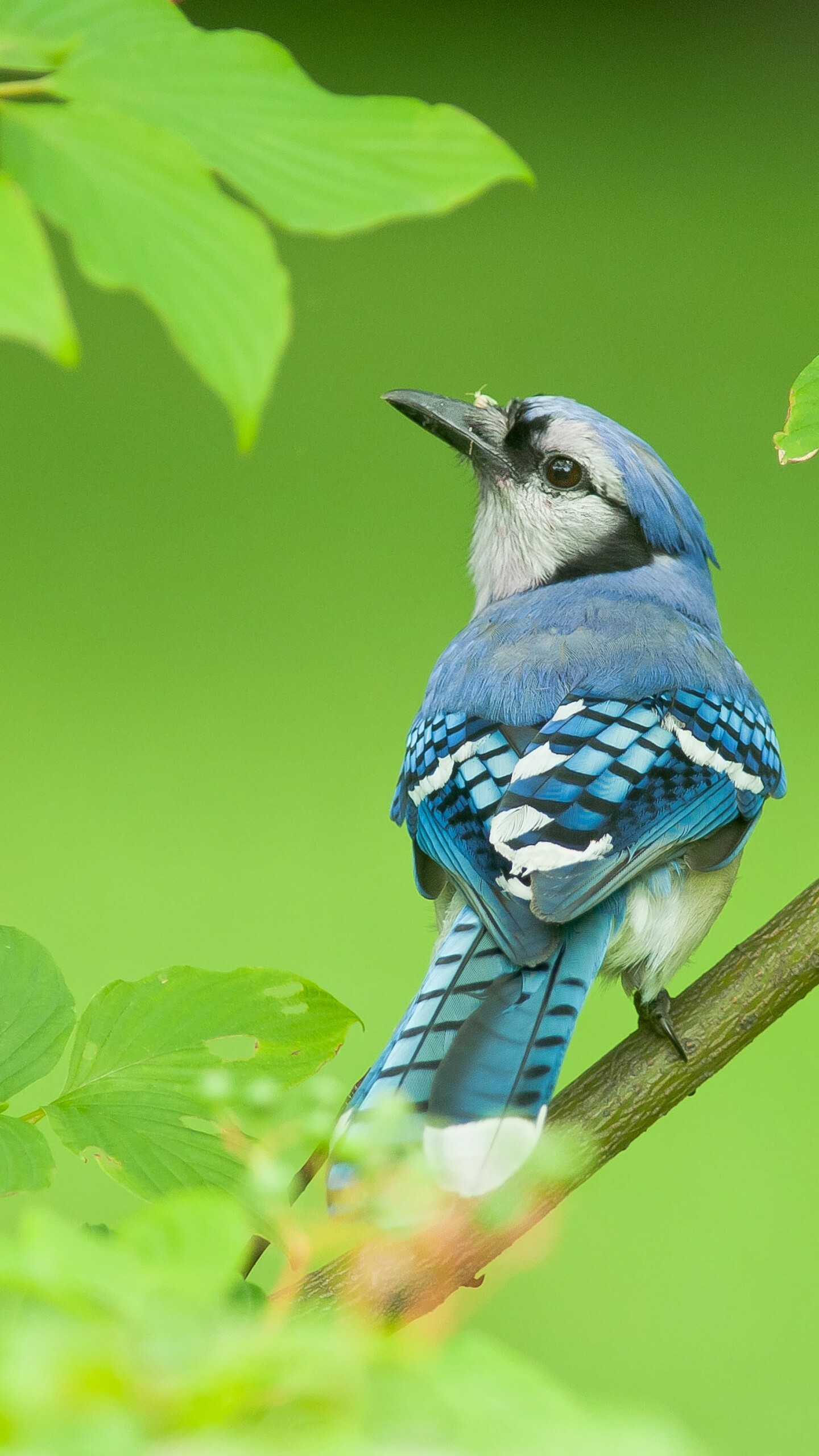 Bird: Blue jay, Lives in most of the eastern and central United States. 1440x2560 HD Background.