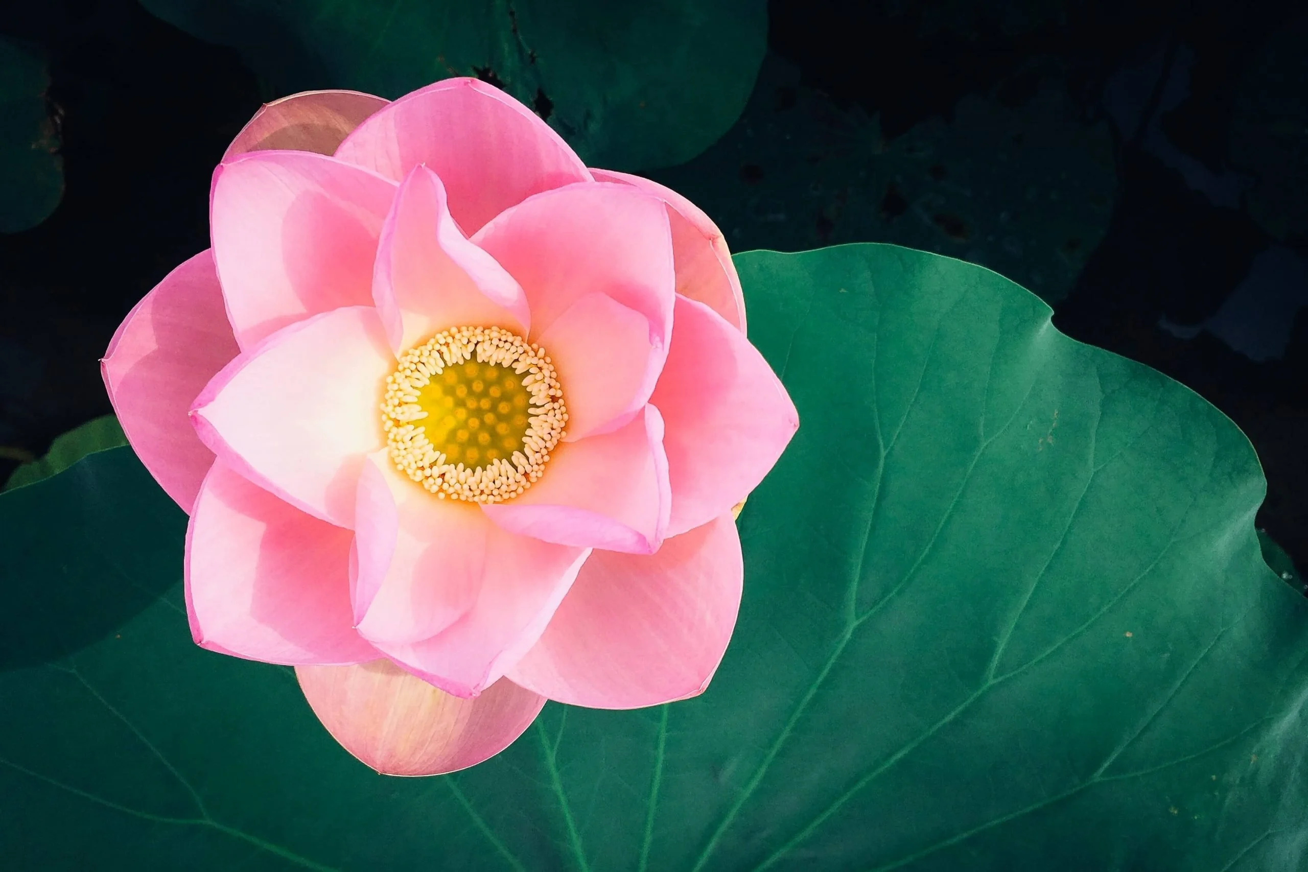 Lotus flower meanings, Symbolism guide, Spiritual significance, Inner enlightenment, 2560x1710 HD Desktop