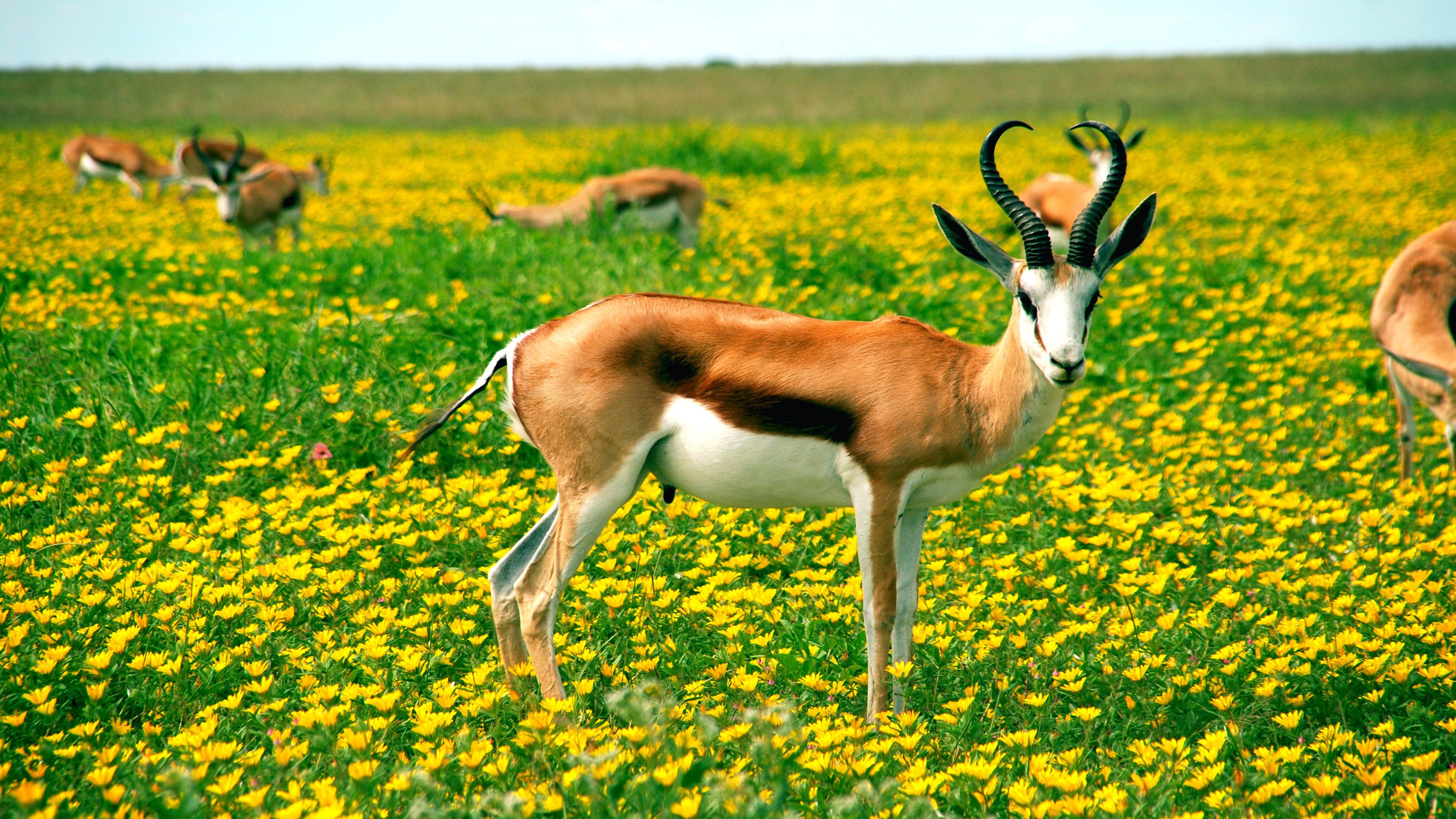 Antelope at flowery landscape, Nature's beauty, Serene scenery, Wildlife photography, 3840x2160 4K Desktop