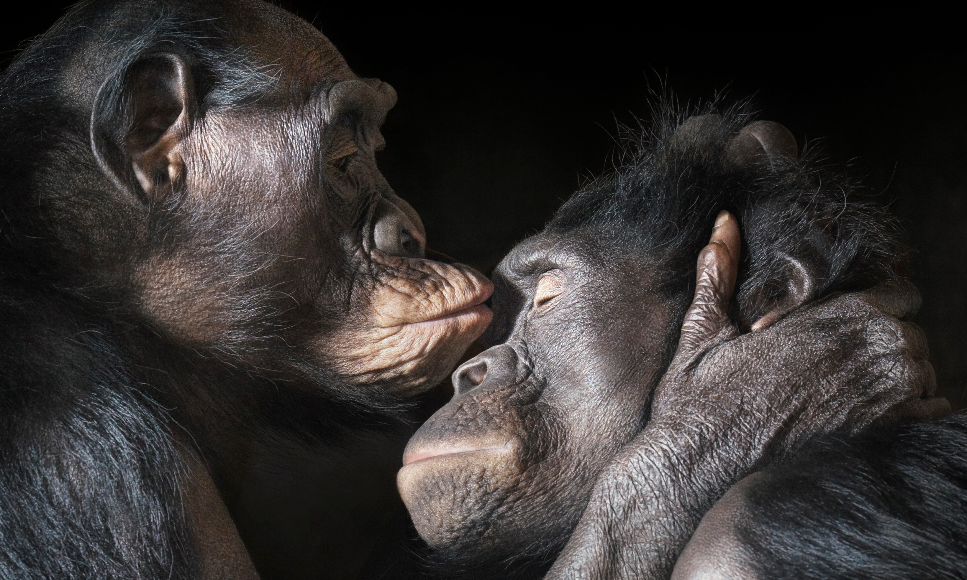 Chimpanzee portrait, Primate wonder, Animal wallpaper, 3280x1970 HD Desktop