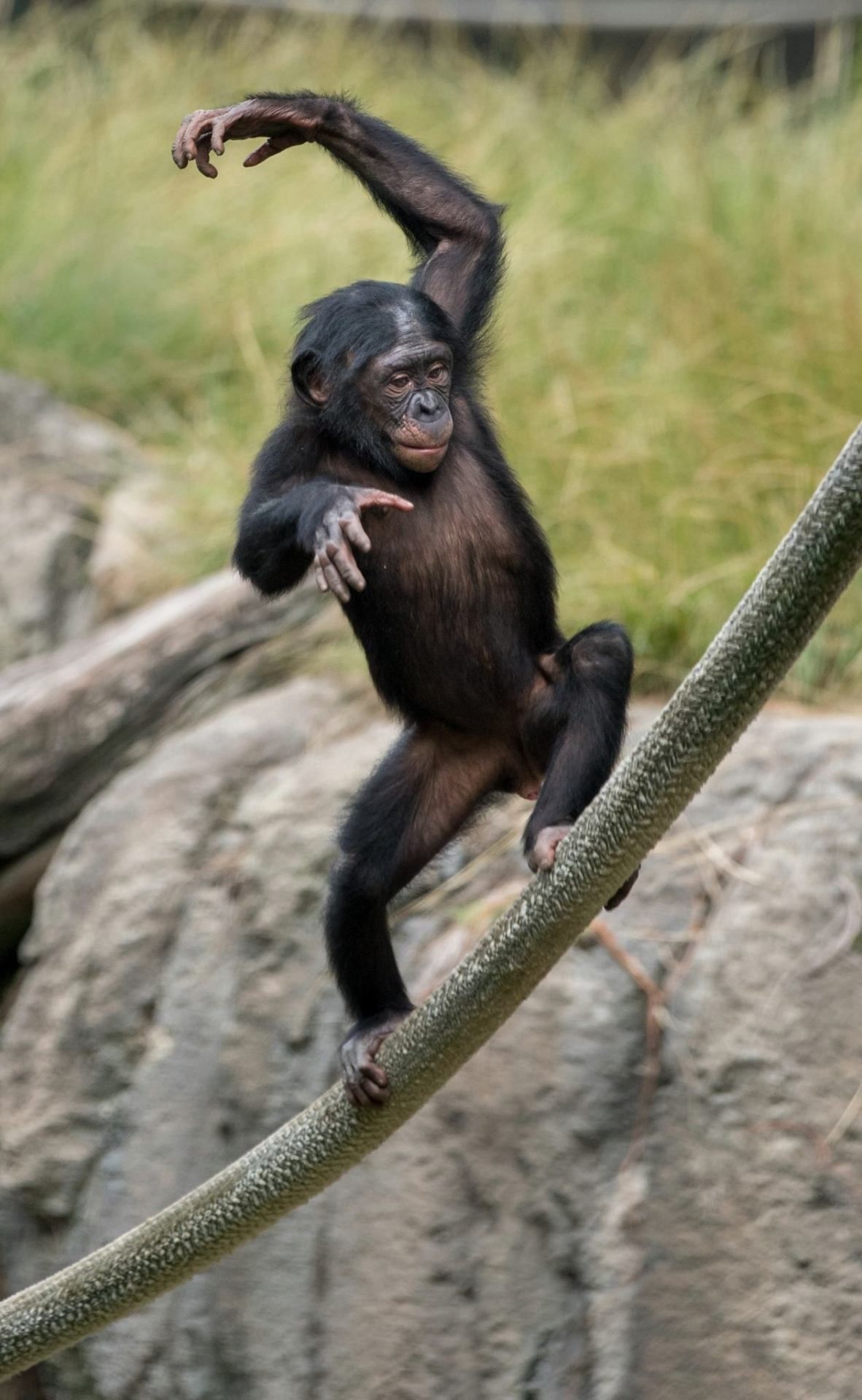 Bonobo, Bonobo wonders revealed, Primate kingdom explored, Great ape fascination, 1190x1920 HD Handy